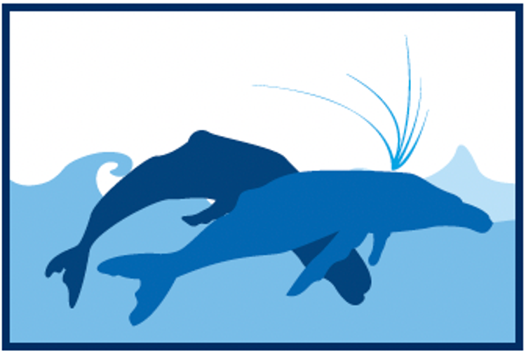 Ilustración de dos ballenas jorobadas, una expulsando agua por sus espiráculos, mostrando comportamiento social en la superficie del océano