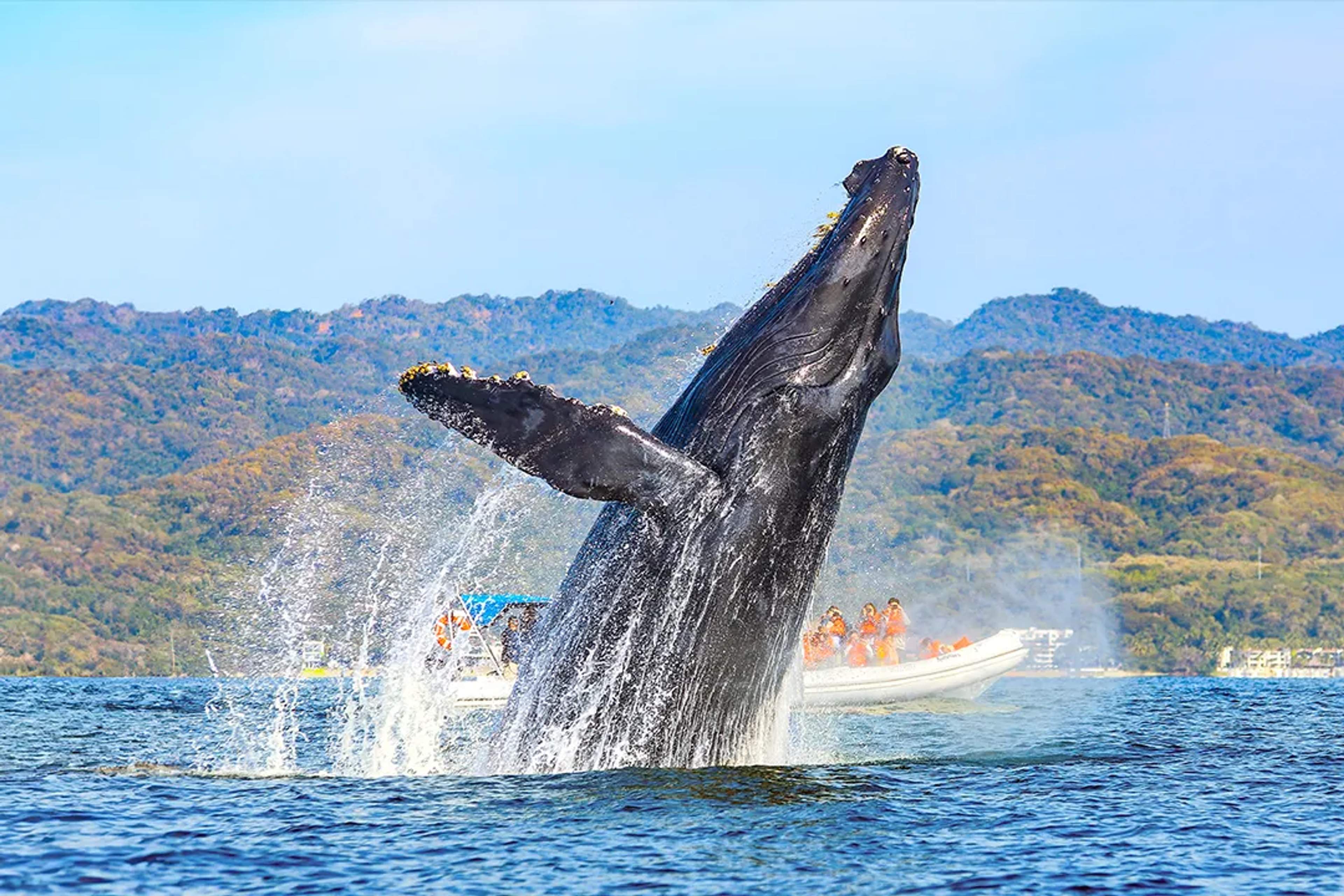 DATOS INTERESANTES SOBRE LAS BALLENAS JOROBADAS
