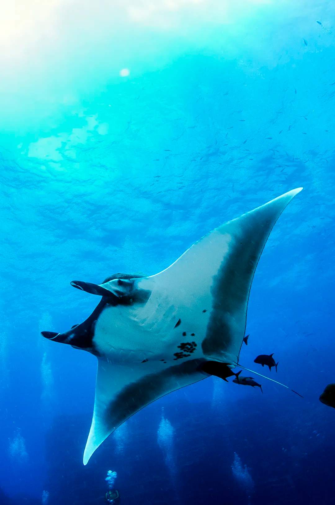 Manta Ray seen on a Puerto Vallarta Private Scuba Diving at Anegados.