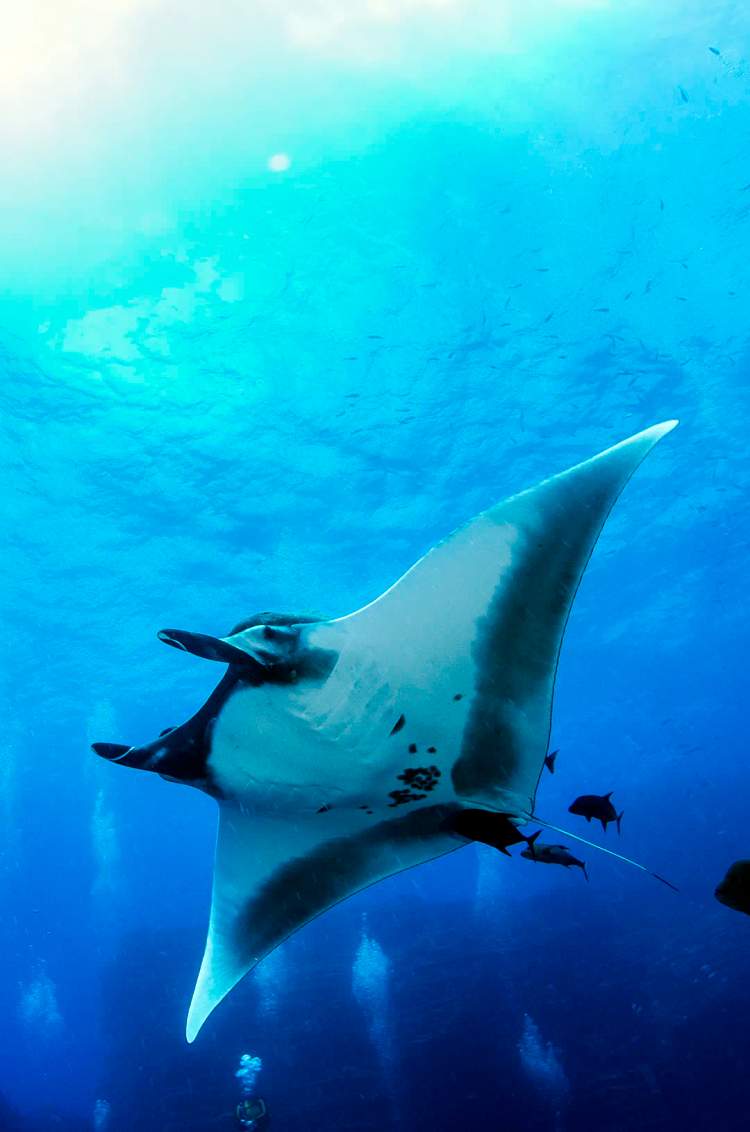 Manta Raya vista en un Buceo en Los Anegados Puerto Vallarta.