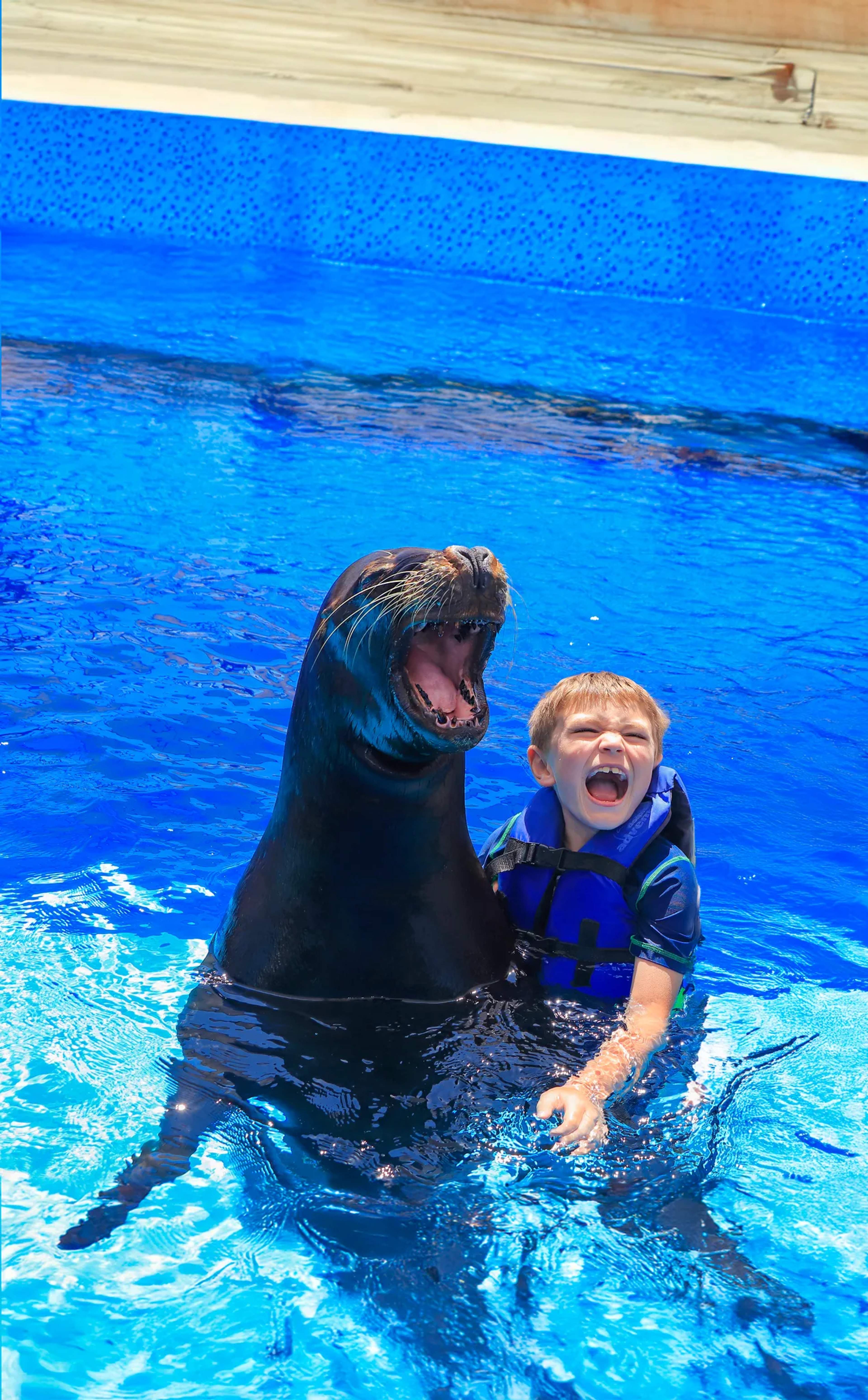 Un niño pequeño con chaleco salvavidas azul interactúa con un lobo marino en una alberca durante una experiencia marina