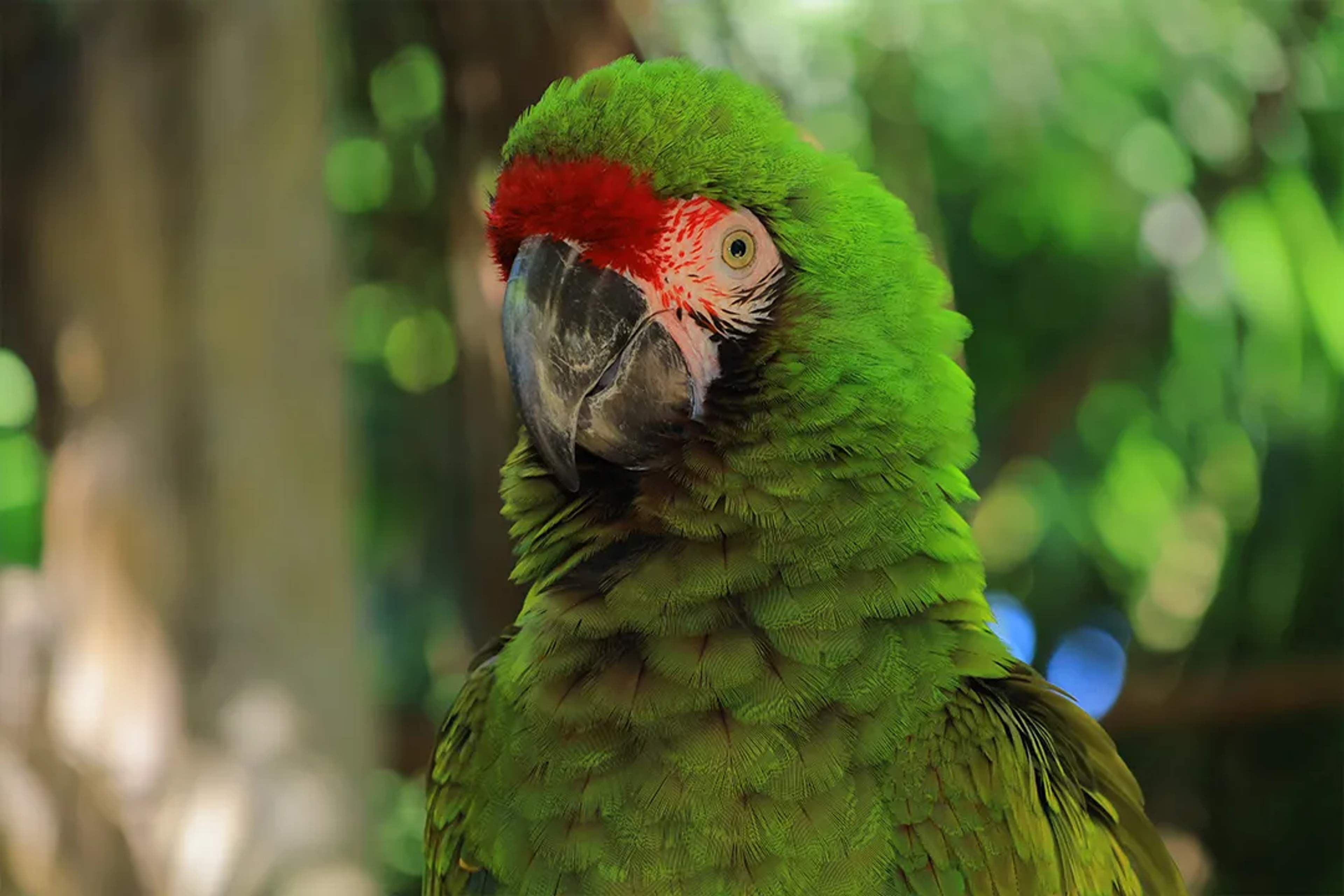 Guacamaya verde con detalles rojos fotografiada en un entorno tropical durante una experiencia en Puerto Vallarta