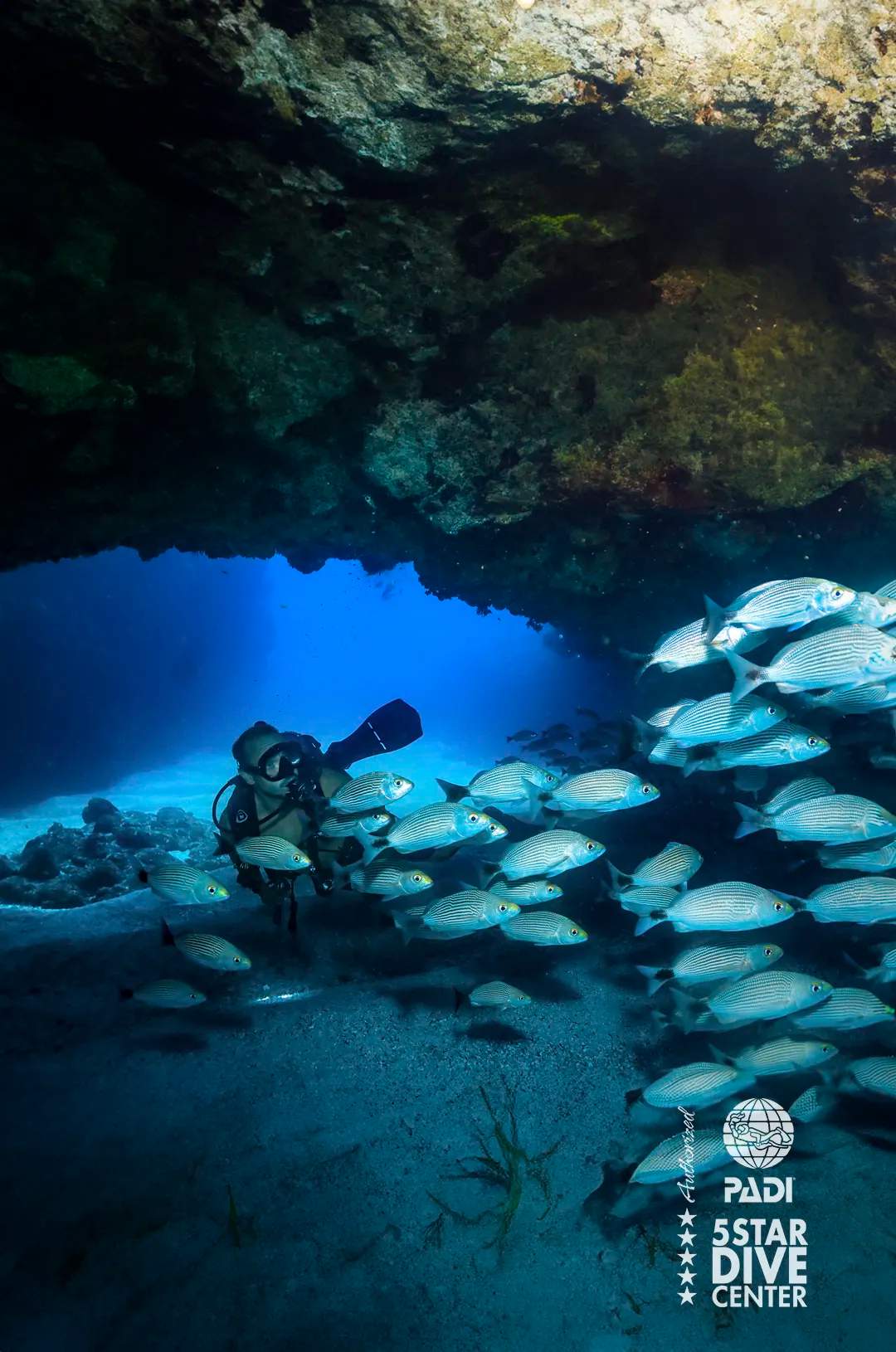 Escuela de peces vistos durante un buceo en cuevas en Puerto Vallarta Anegados.