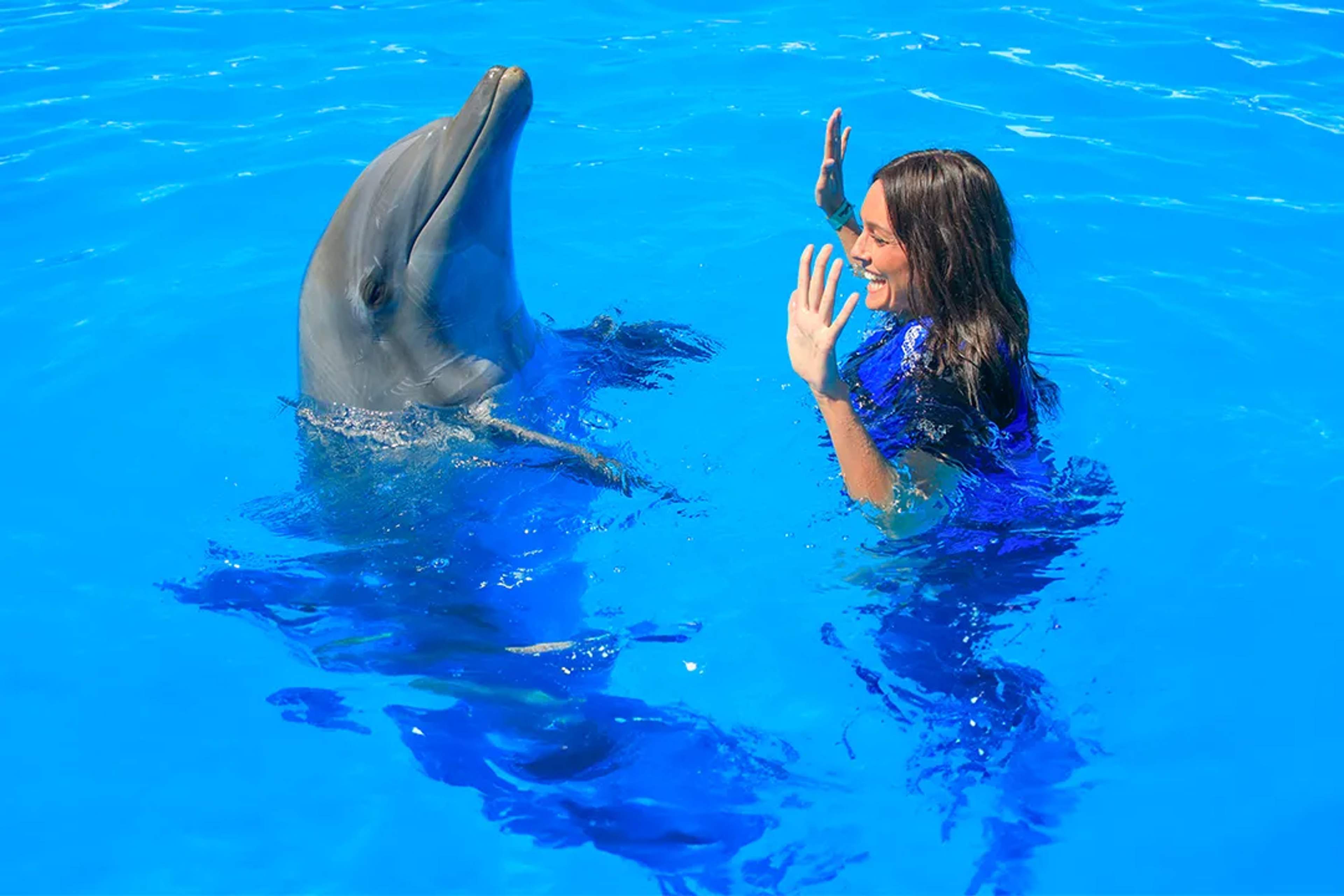HOW DO DOLPHINS COMMUNICATE?