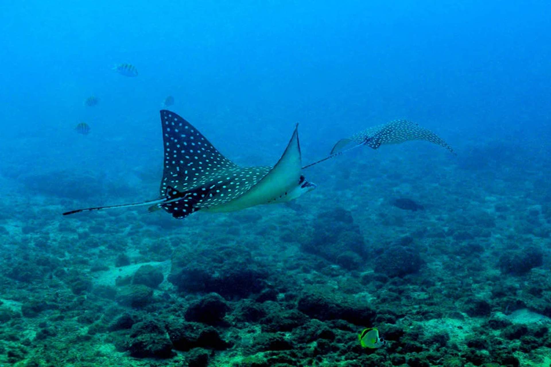 Rayas águila moteadas se deslizan por las aguas claras cerca de Los Arcos, Puerto Vallarta, rodeadas de peces tropicales.
