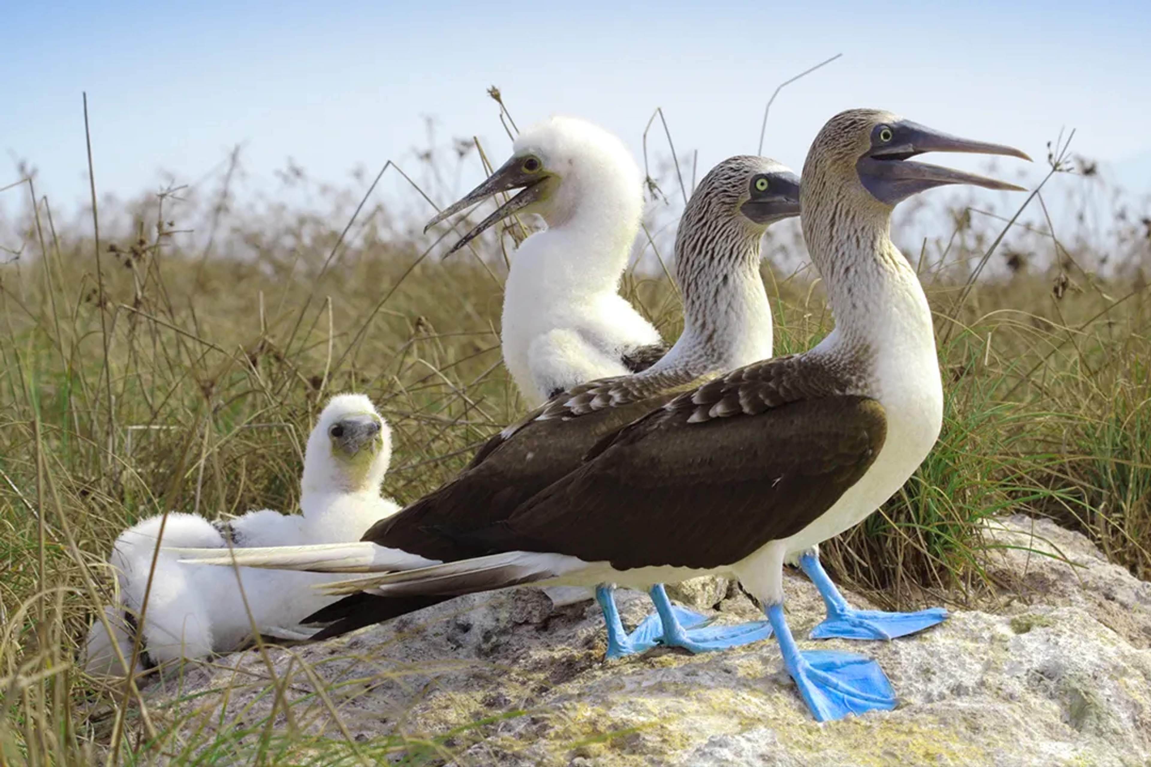 Blue-footed boobies with chicks rest on the grass, showcasing their vibrant turquoise feet.