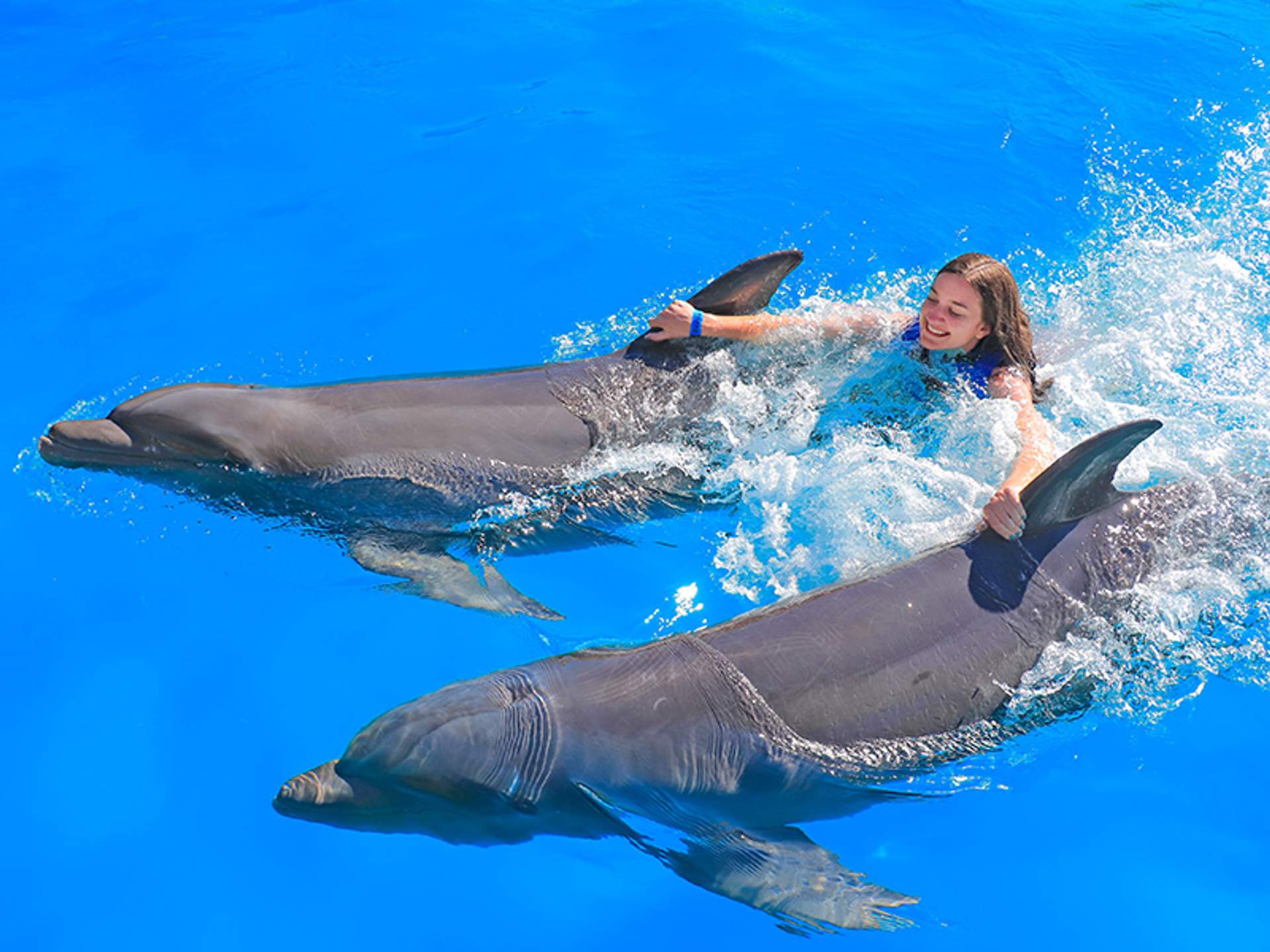 A girl in a blue swimsuit holds onto two dolphins in a bright blue pool, smiling as they swim together.