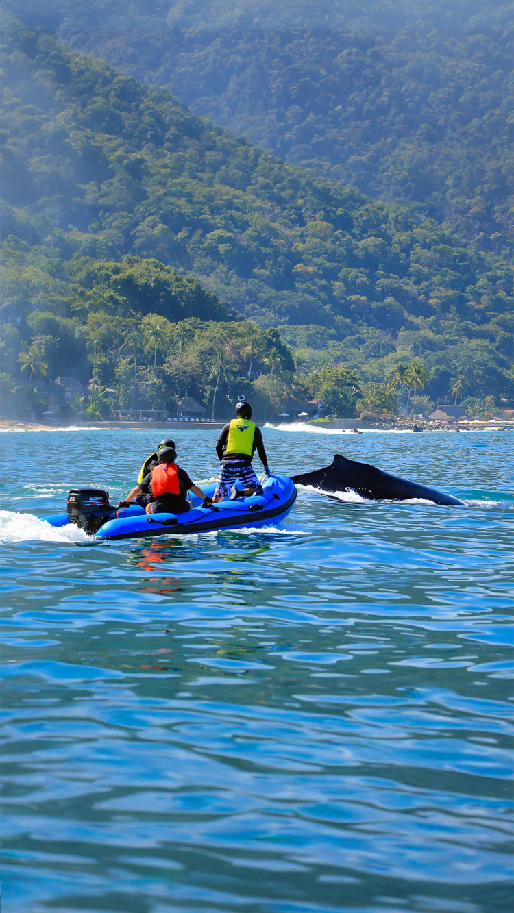 Equipo de The Adventures Group desenmallando una ballena en Puerto Vallarta, Mexico.
