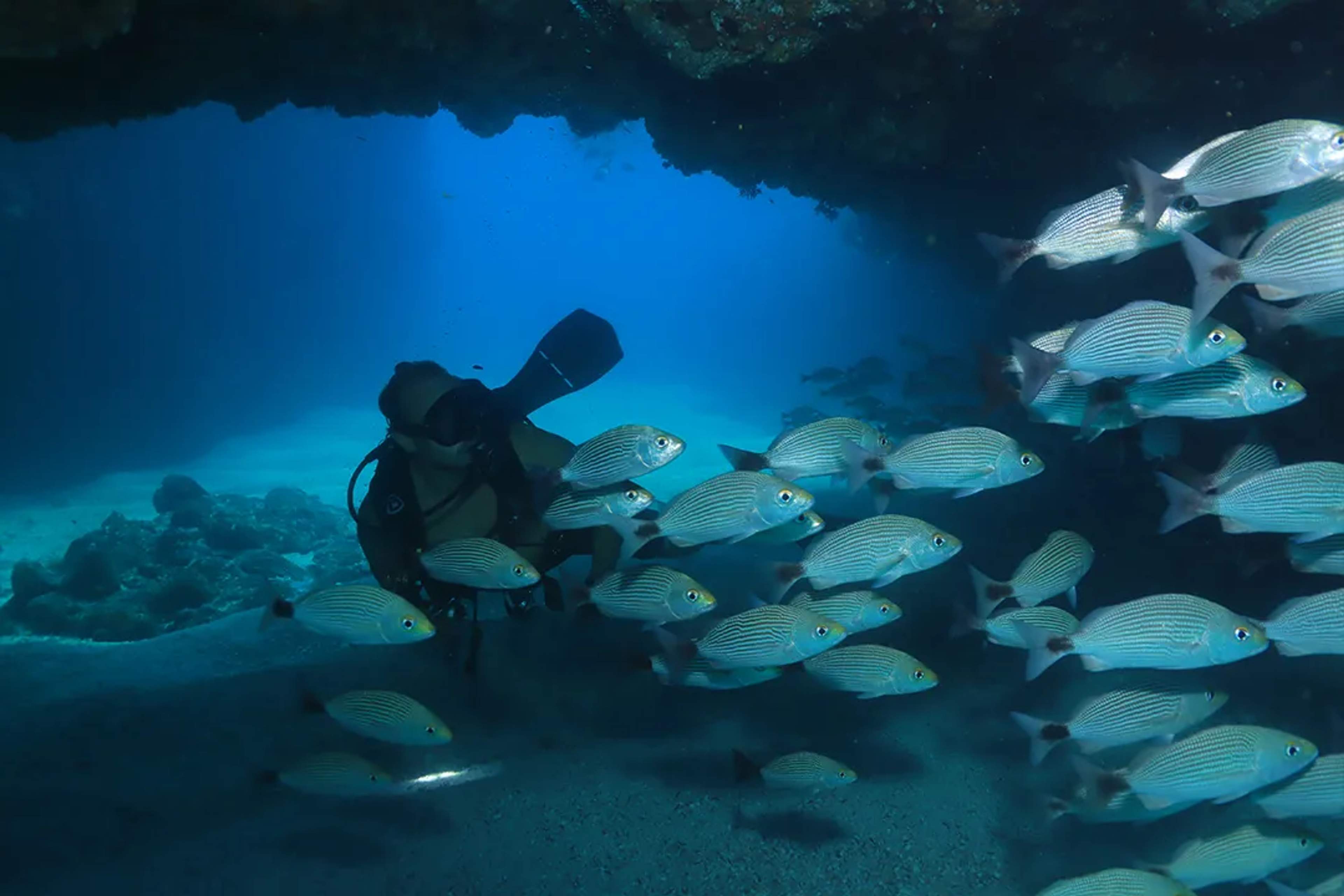 Scuba diver explores an underwater cave, surrounded by a shimmering school of striped fish.
