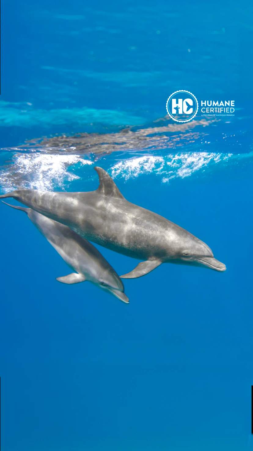 Delfines en el Mejor Centro de Mamíferos Marinos de Puerto Vallarta.
