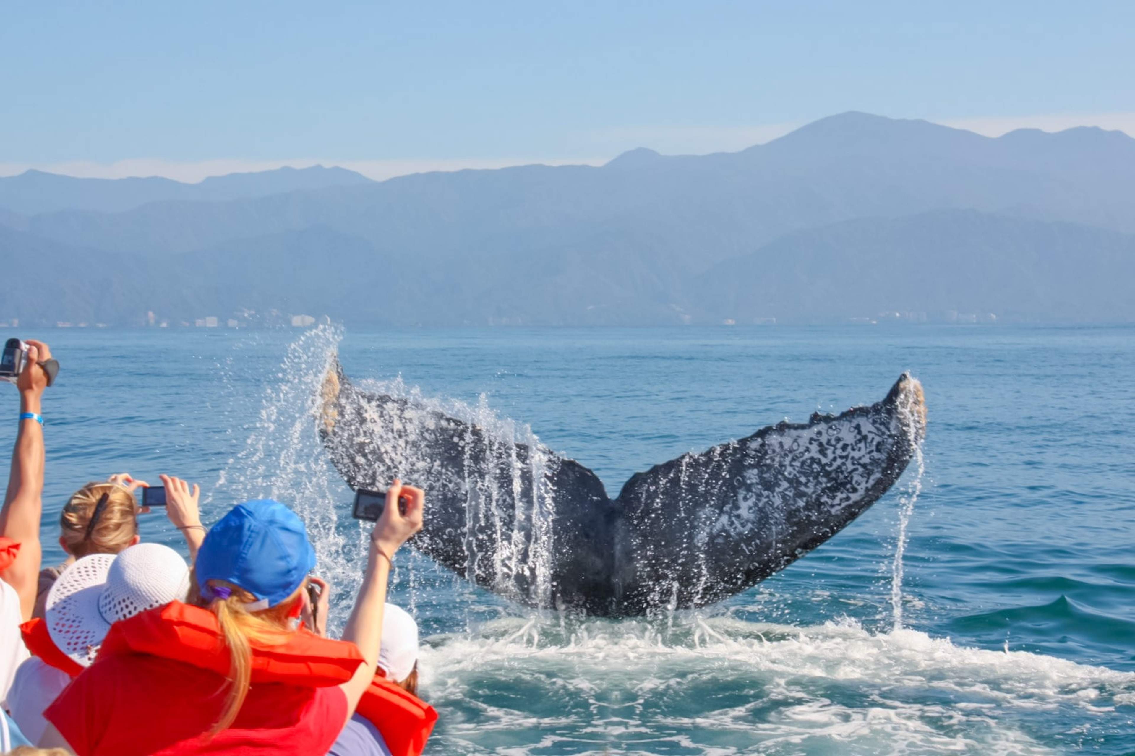 Turistas capturan una vista cercana de la cola de una ballena jorobada durante un tour de avistamiento de ballenas en Puerto Vallarta.