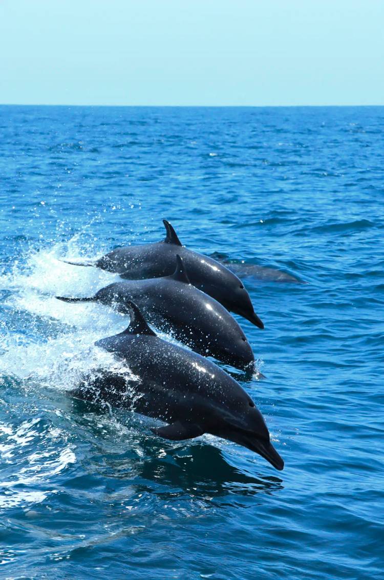 A flock of dolphins leap through the waters of Marietas Islands.