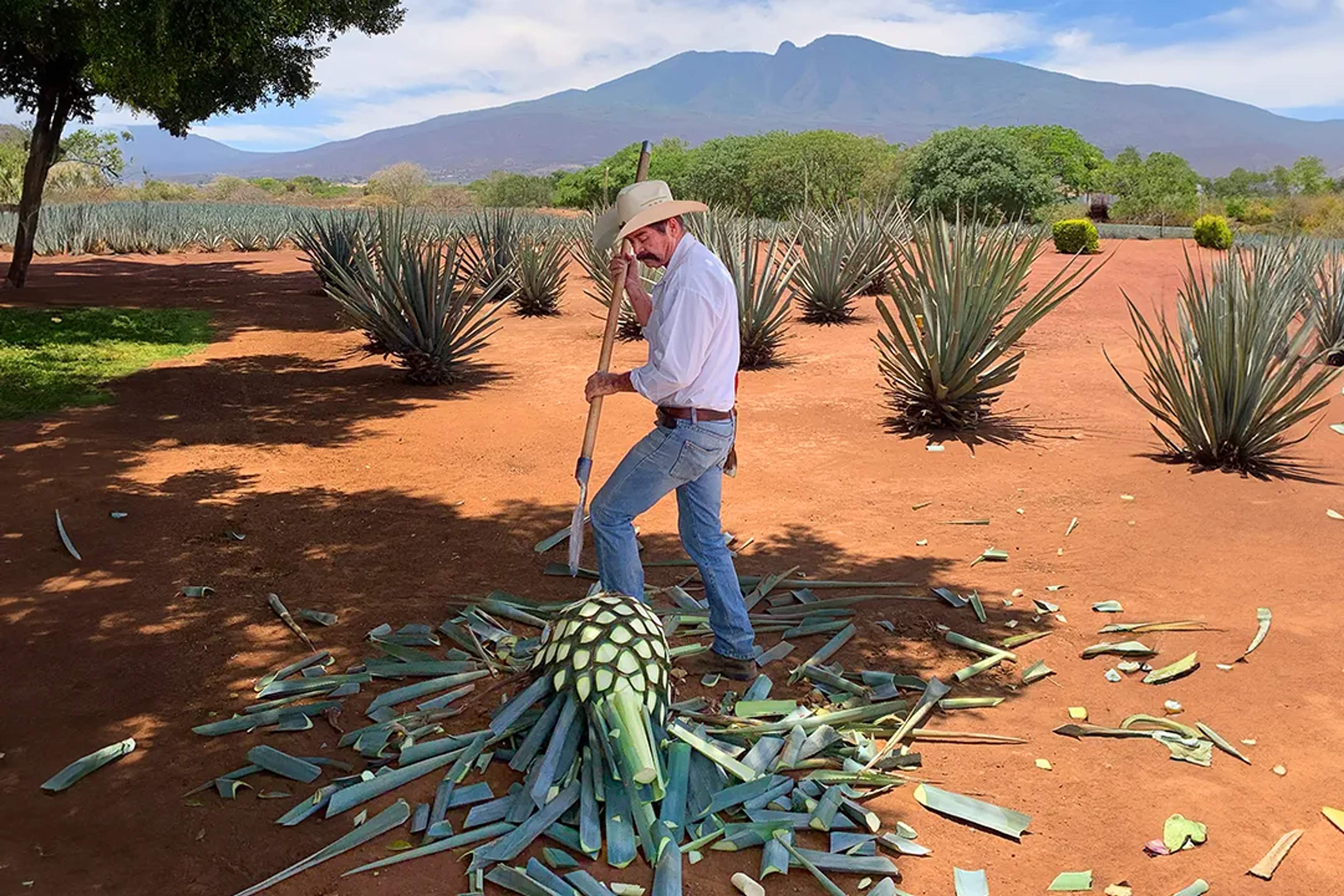Jimador harvesting agave in Tequila’s red soil fields, with mountains rising in the background.