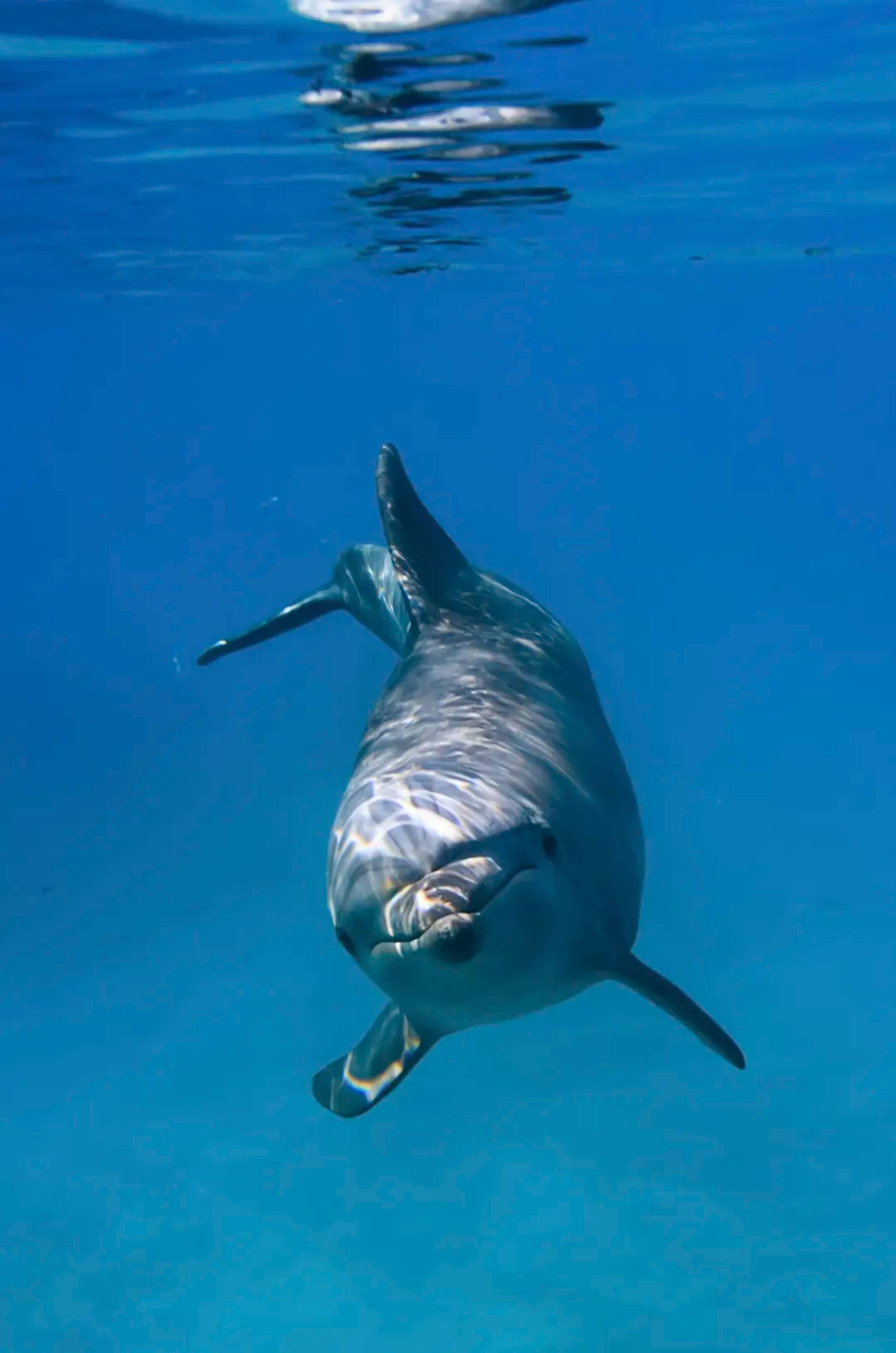 Los delfines son los 'sapiens' del océano, image size:3840x5796