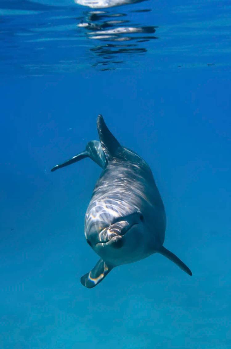 Learn everything about Pacific Bottlenose Dolphins in Puerto Vallarta, from their behavior to their anatomy.