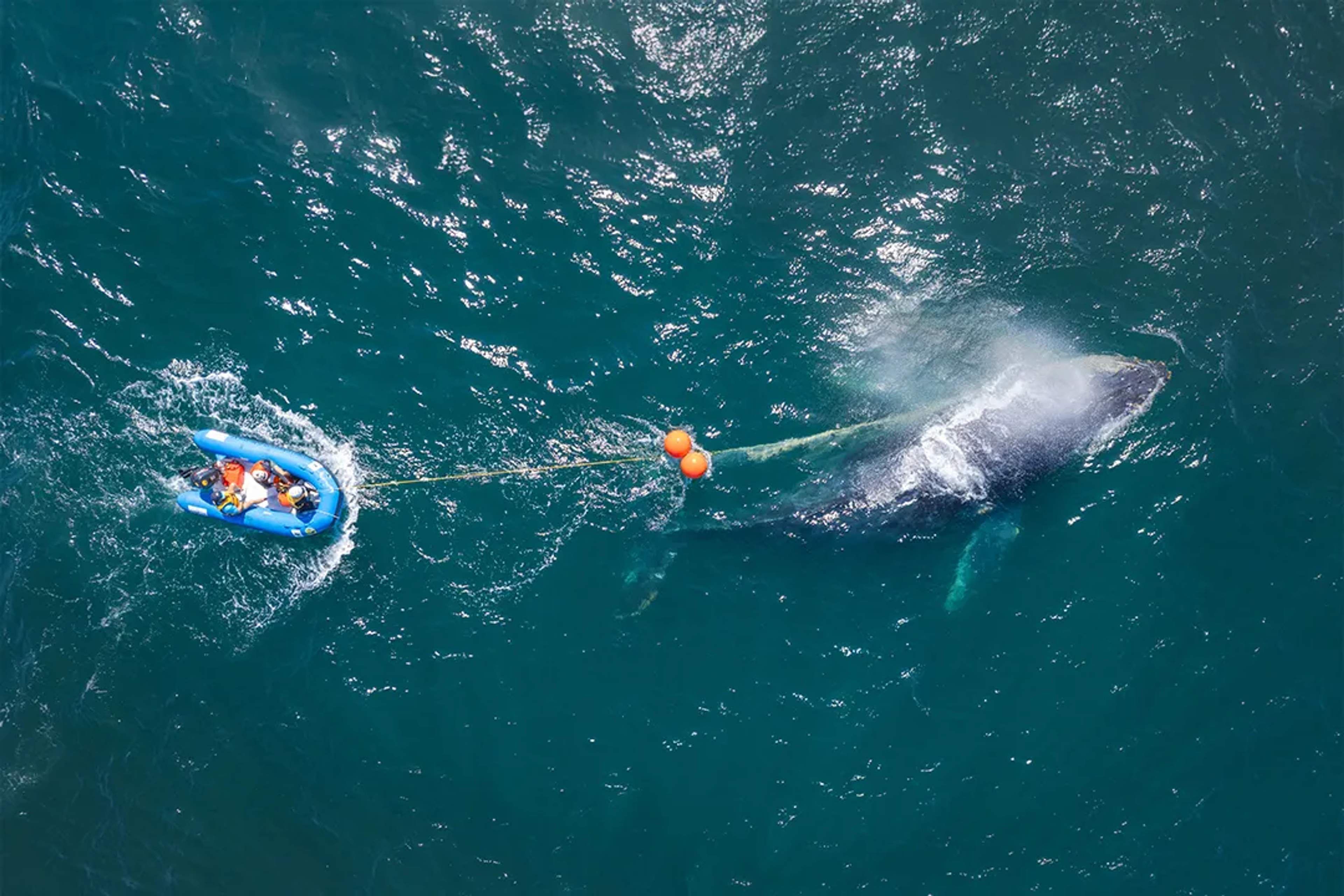 Whale rescue in Banderas Bay with team removing entanglement lines during conservation effort tour