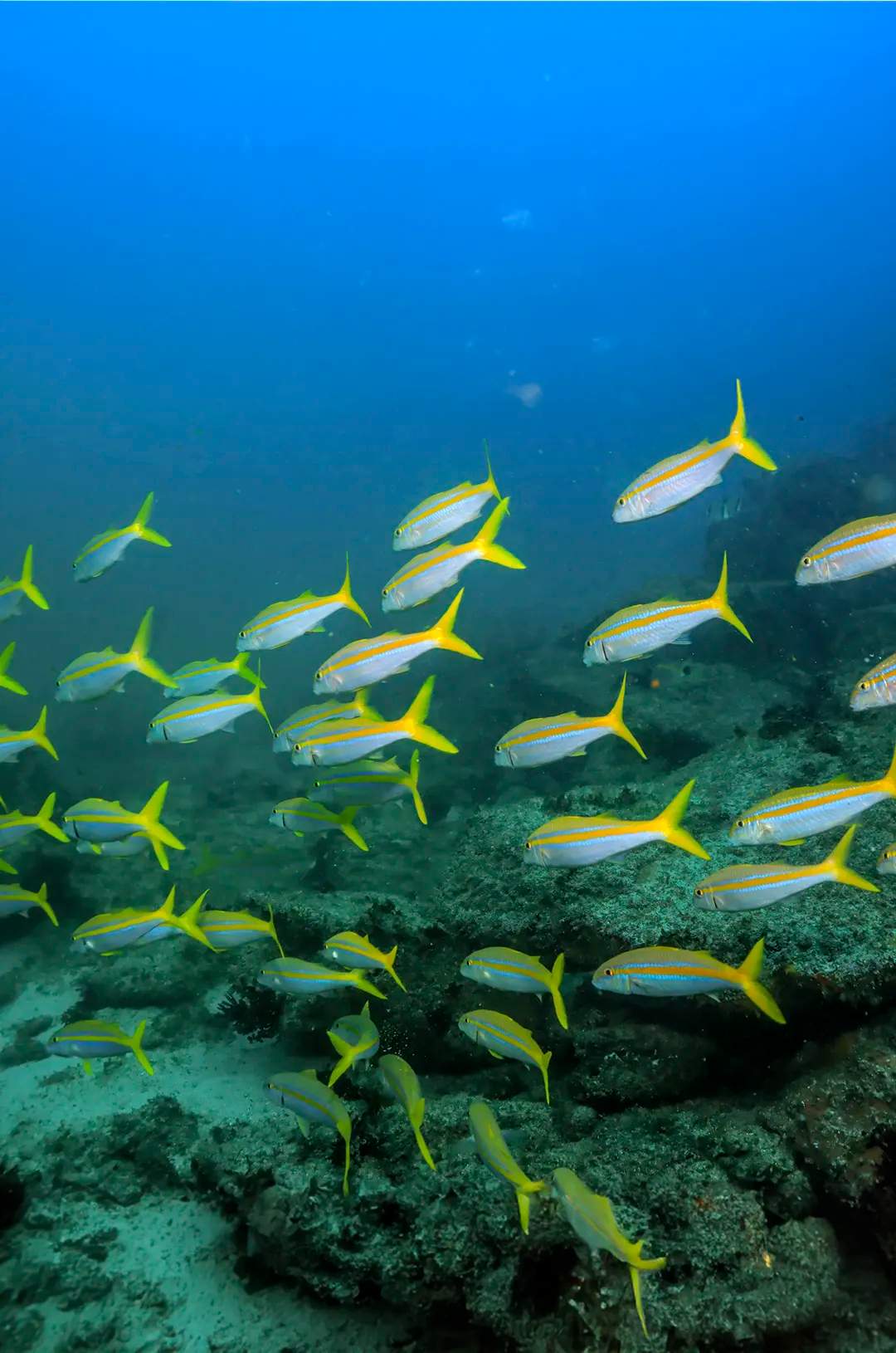 Escuela de pargos de cola amarilla vistos durante un buceo en Las Caletas Puerto Vallarta.