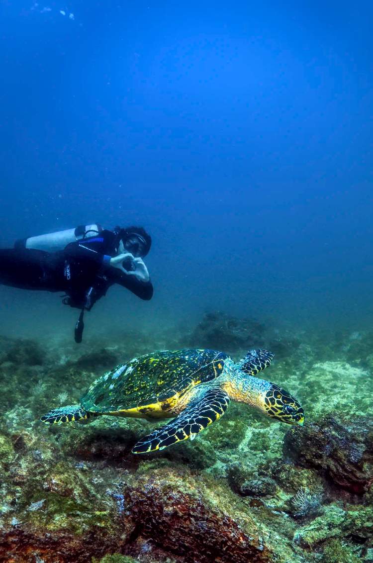 Sea turtle seen during a Los Arcos Scuba Diving tour in Puerto Vallarta.