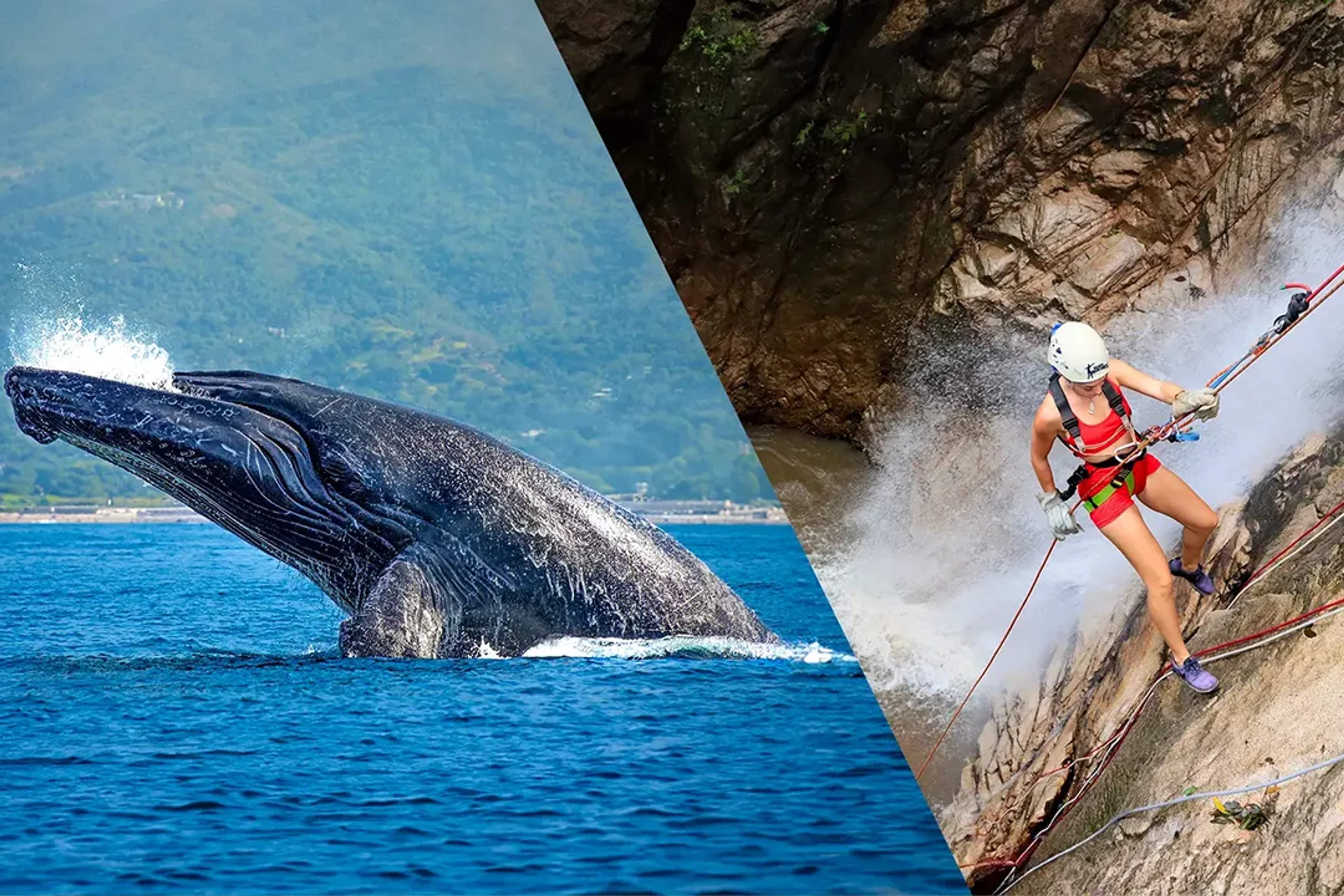 Humpback whale breaching in the ocean paired with a woman rappelling beside a waterfall on an adventure tour