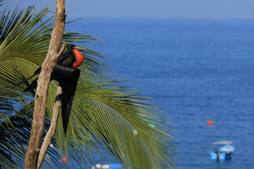 Magnificent frigatebird perched on a palm tree overlooking the ocean, highlighting tropical wildlife and coastal scenery