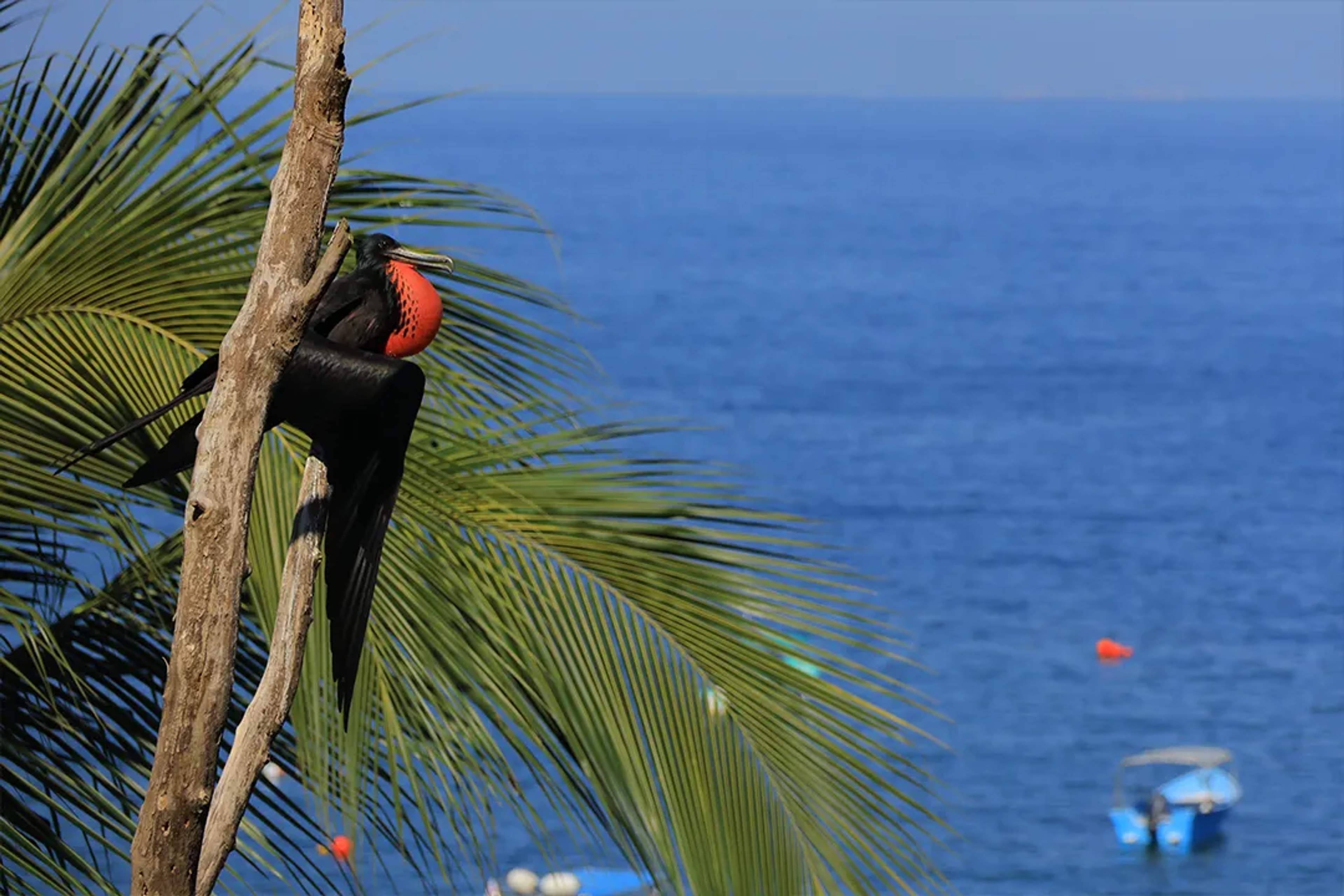 Fragata magnífica posada en una palmera frente al océano, destacando la fauna tropical y el paisaje costero