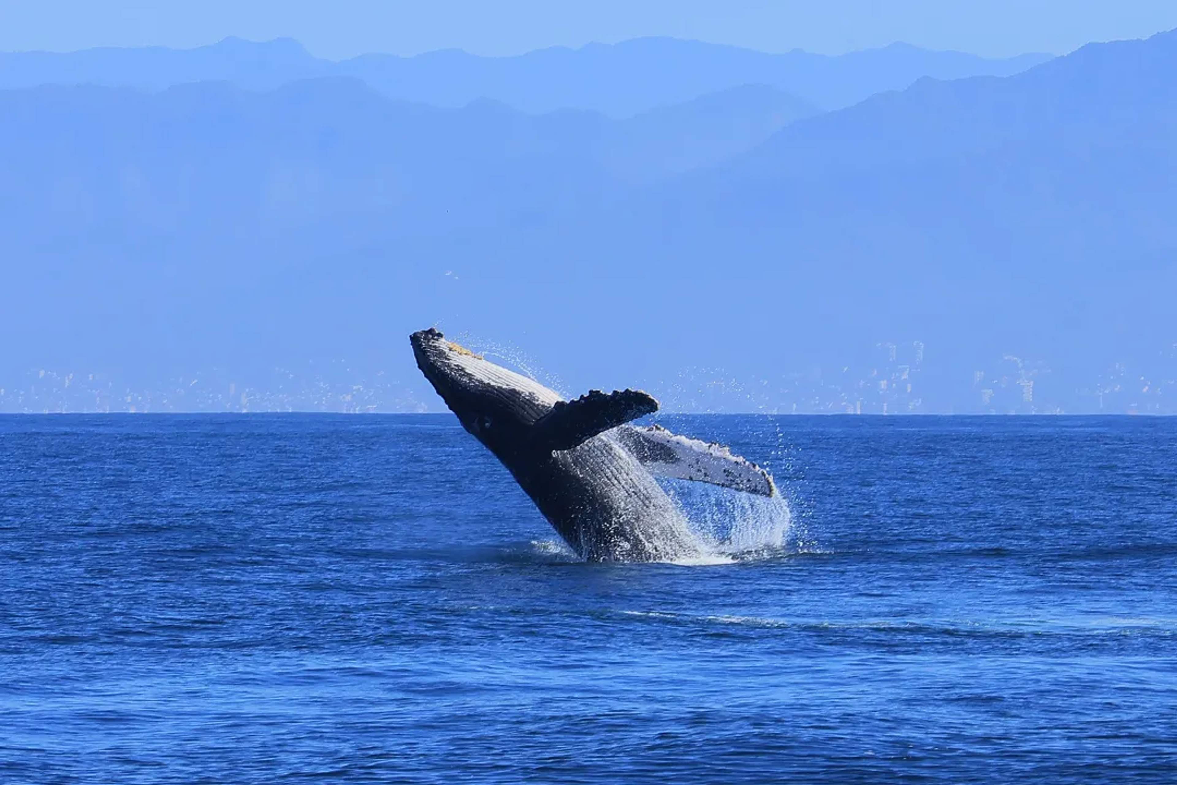 Humpback whale breaching in the Pacific Ocean with mountain backdrop during whale watching season in Mexico