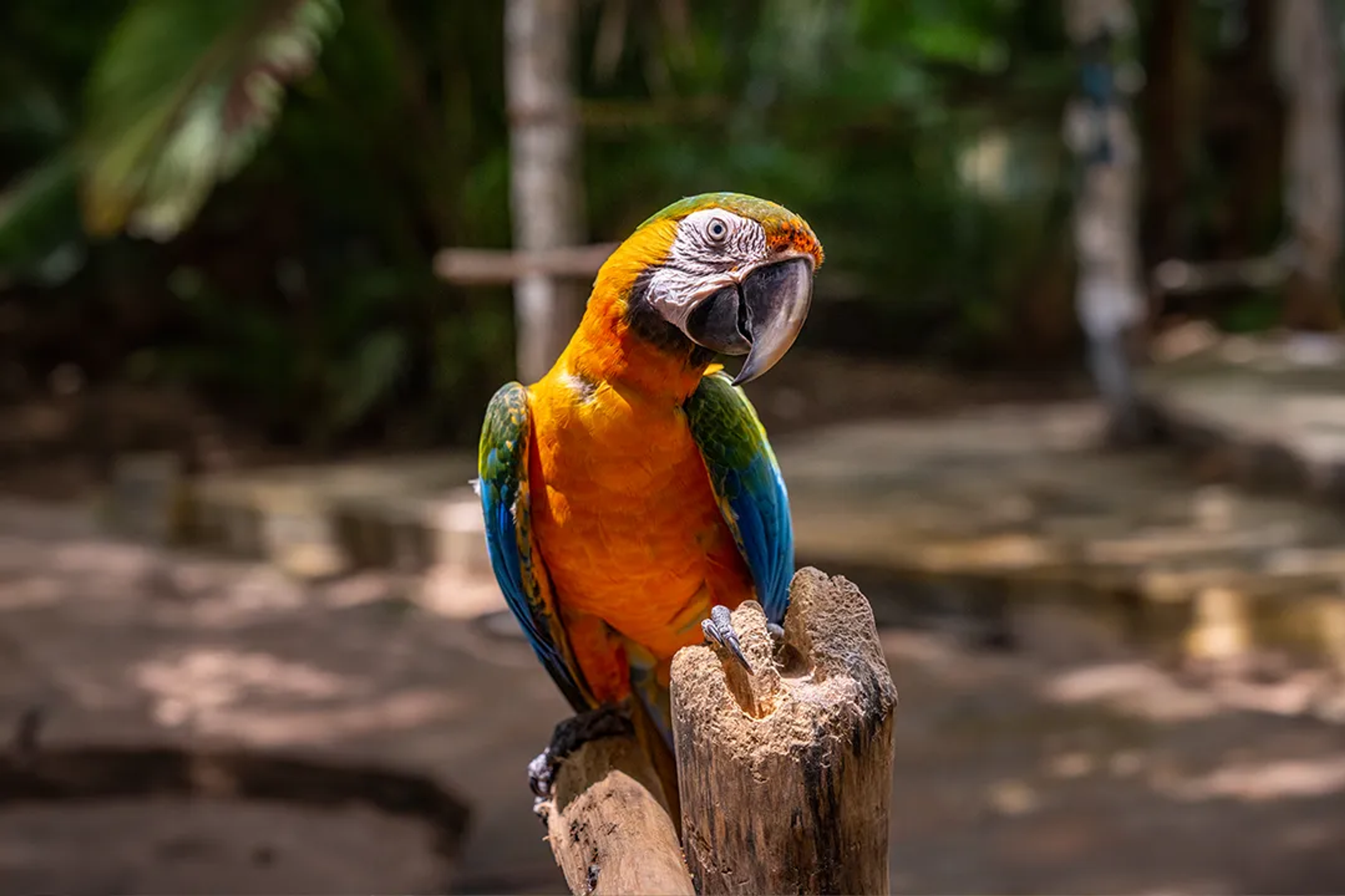INTERESTING FACTS ABOUT GUACAMAYAS (MACAWS)