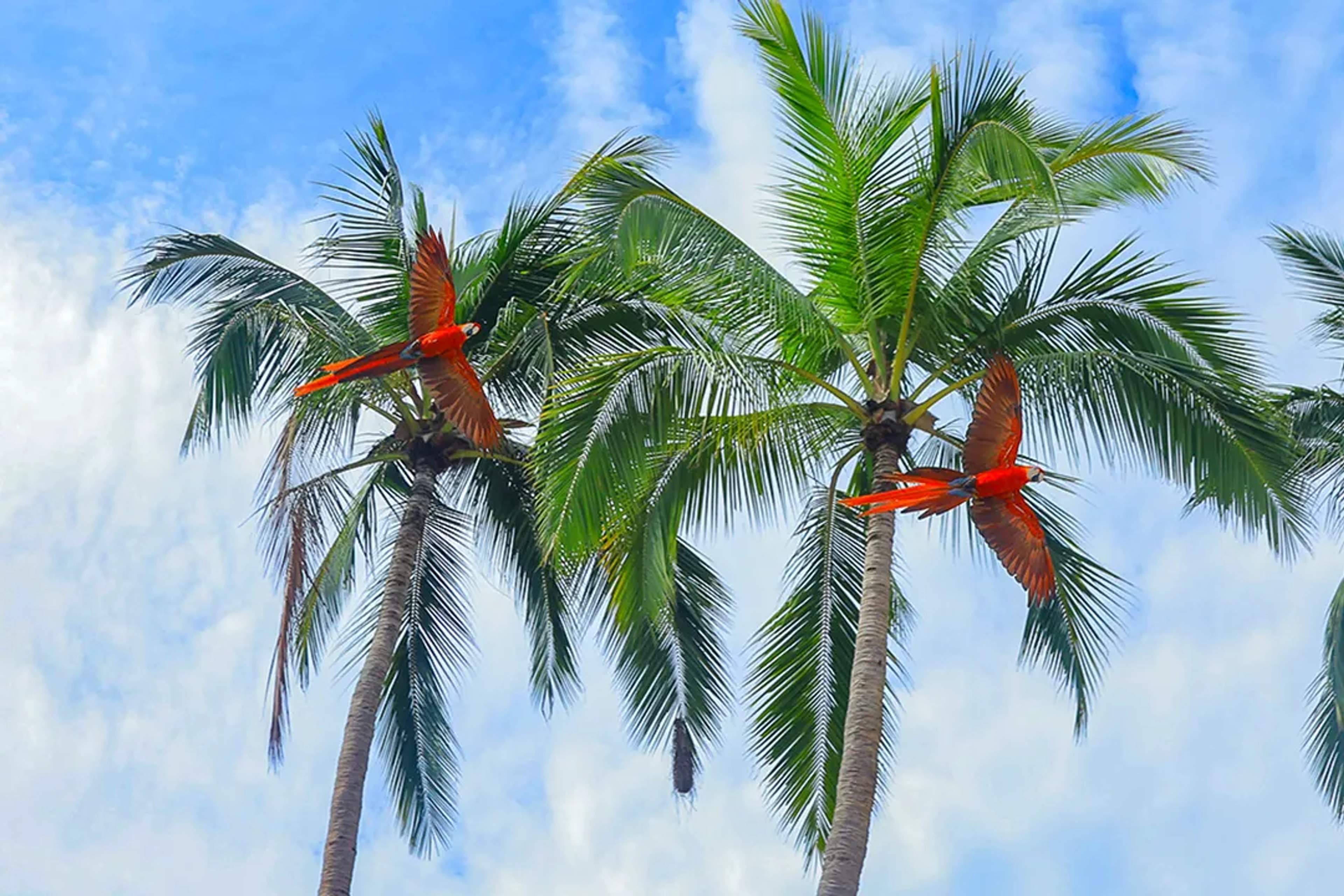 Guacamayas rojas volando entre palmeras durante una experiencia de vida silvestre en Puerto Vallarta