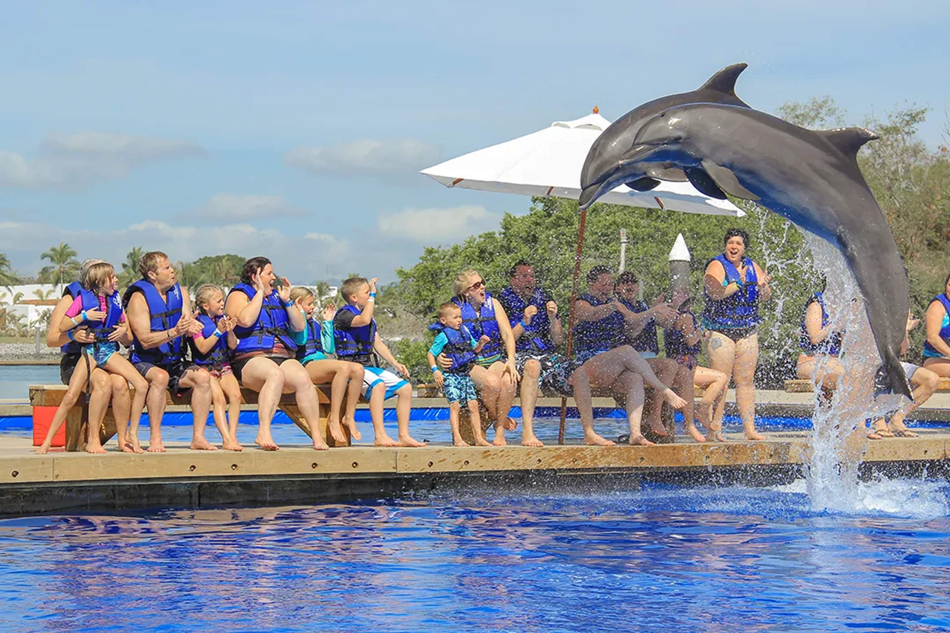 VALLARTA DOLPHIN SWIM: HOW TO SELECT THE RIGHT DOLPHIN EXPERIENCE FOR YOUR FAMILY
