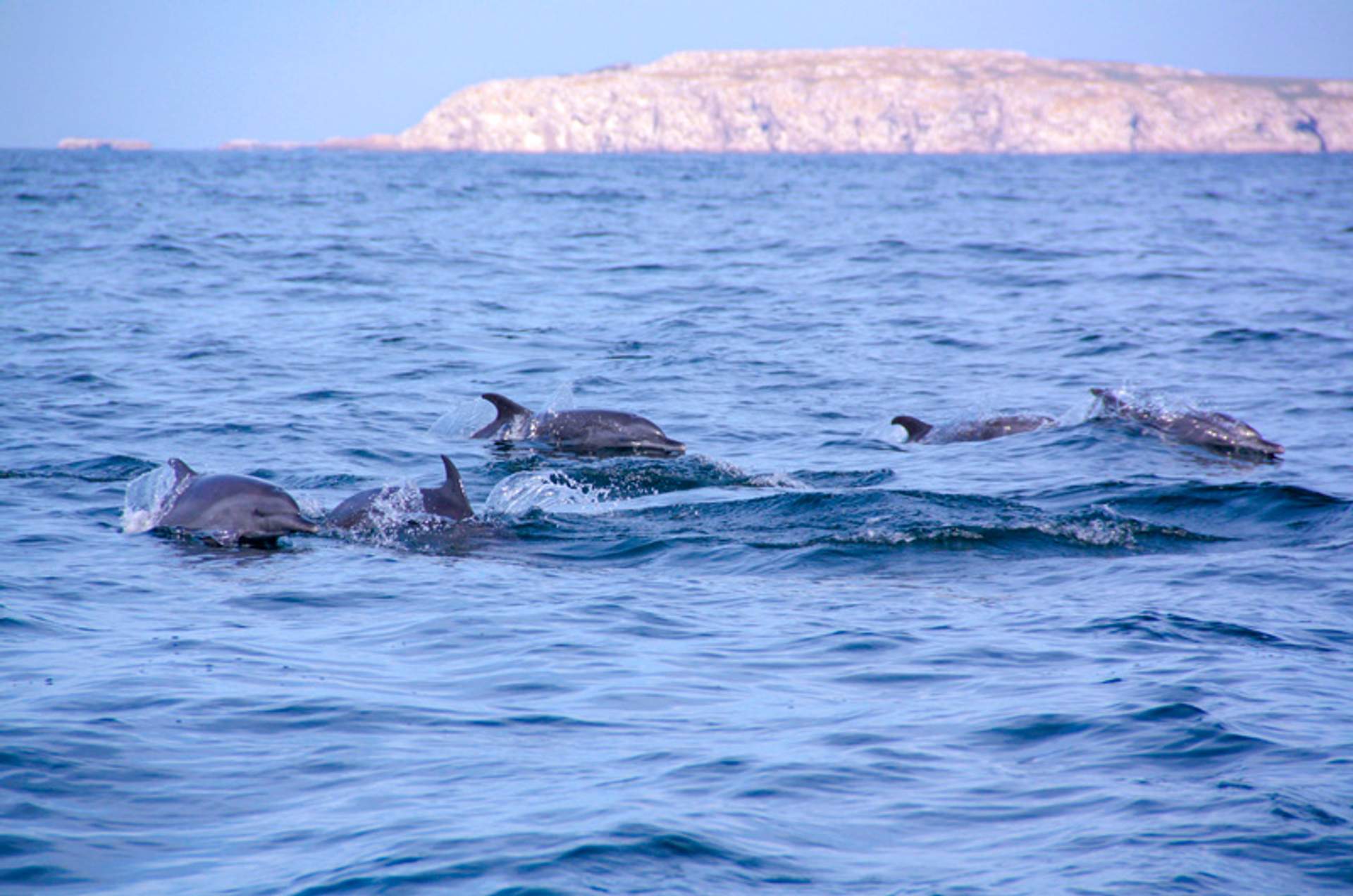 Pod of dolphins swimming in the ocean with a rocky island in the distance.