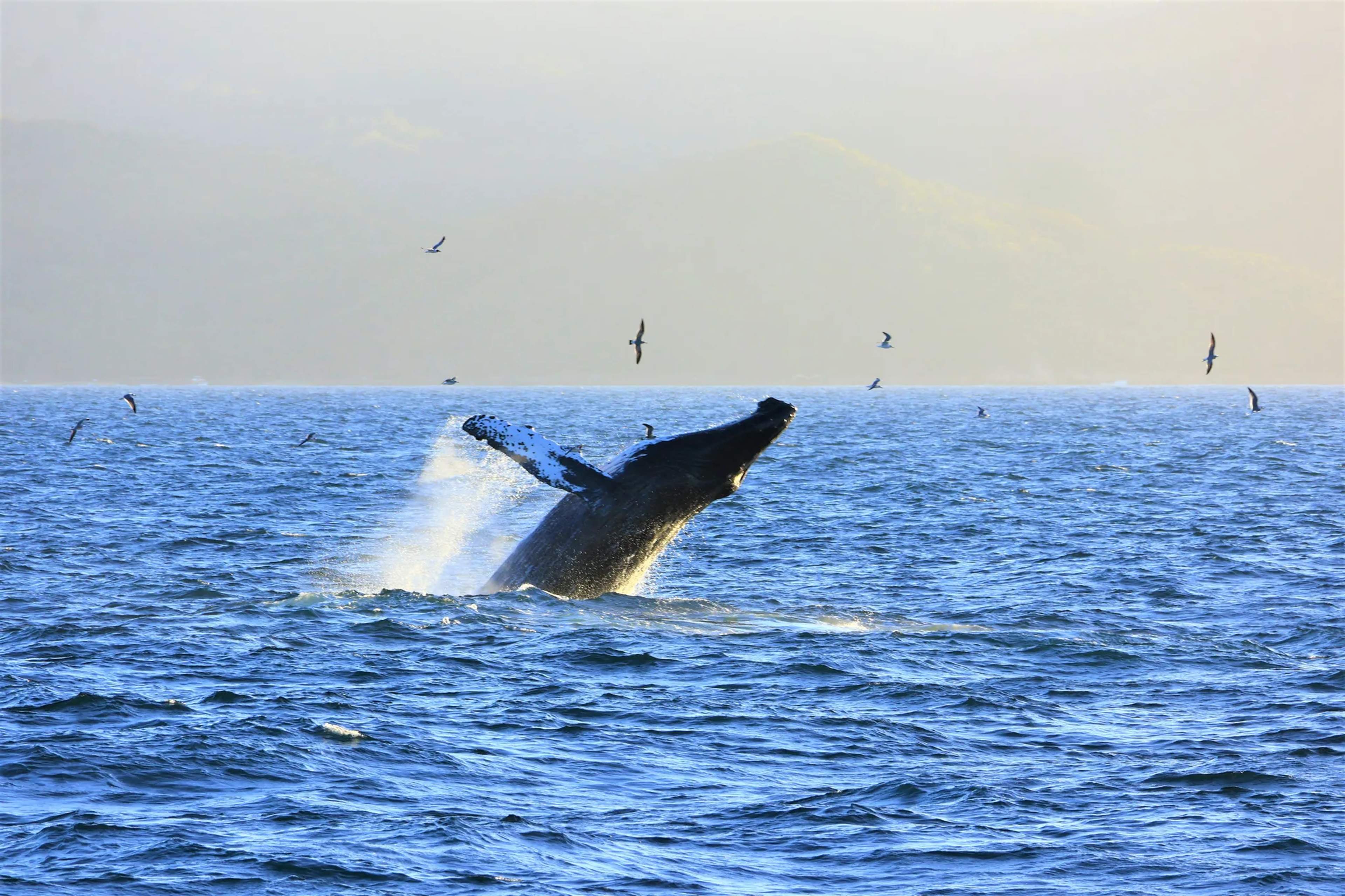 A humpback whale breaches dramatically from the ocean surface, creating a spectacular splash during a whale-watching