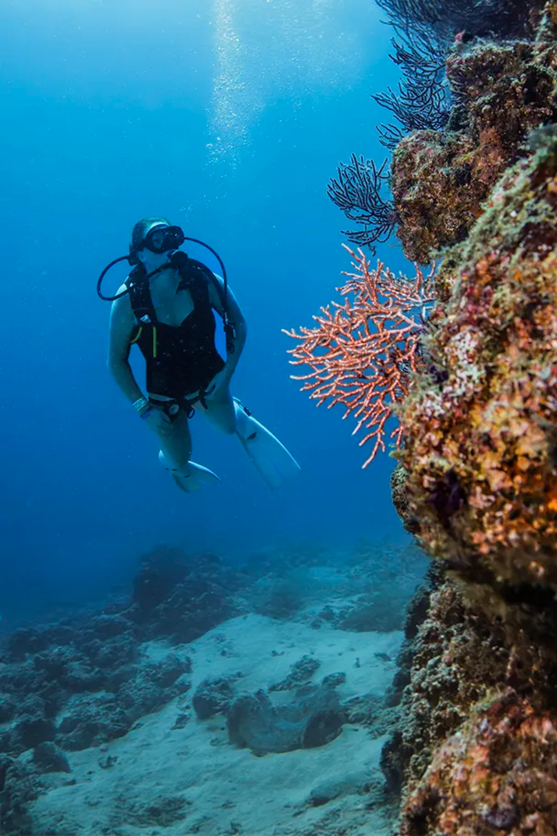 Puerto Vallarta scuba diving tours.