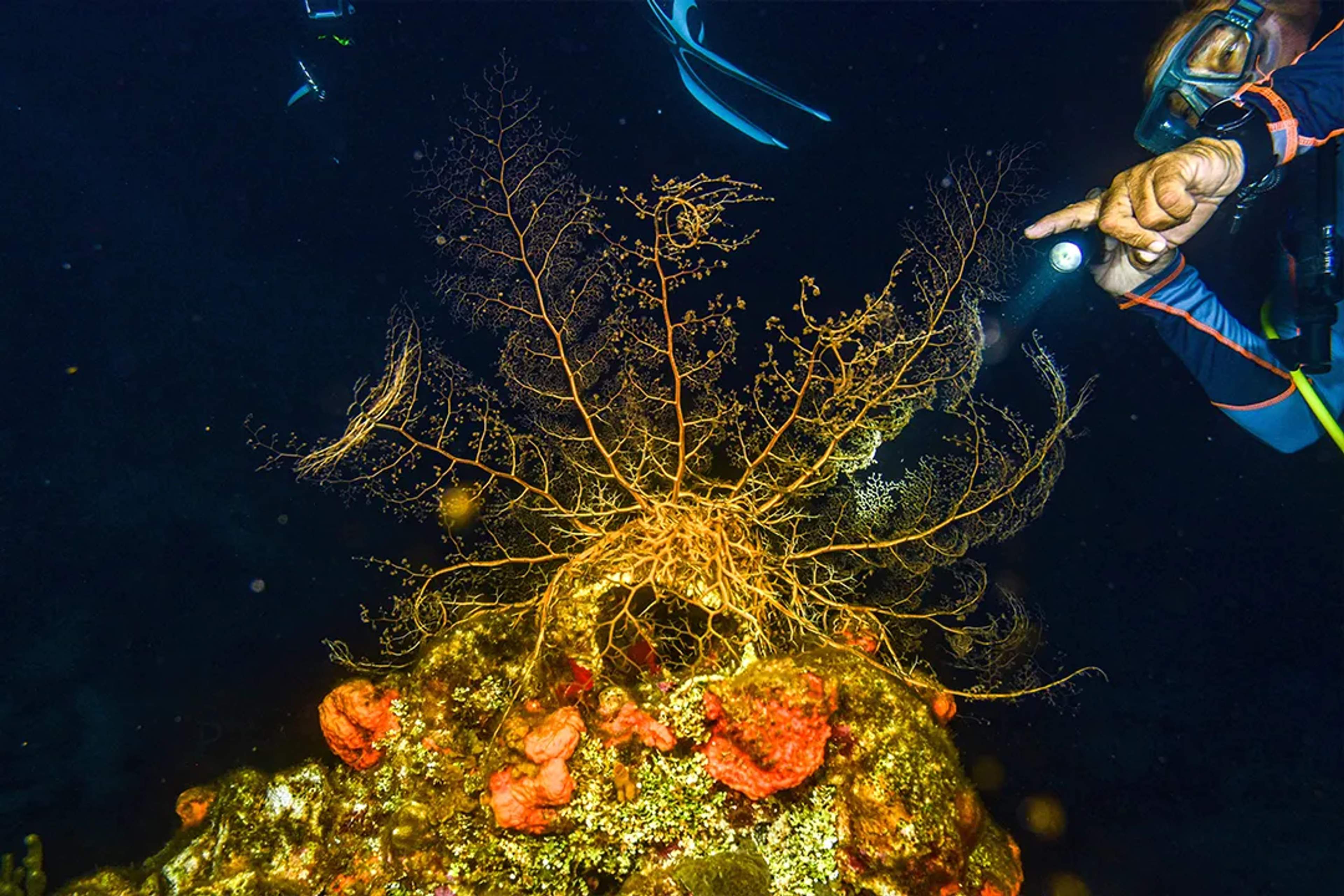 Diver explores a feather star glowing on a reef during a night dive in Cozumel.