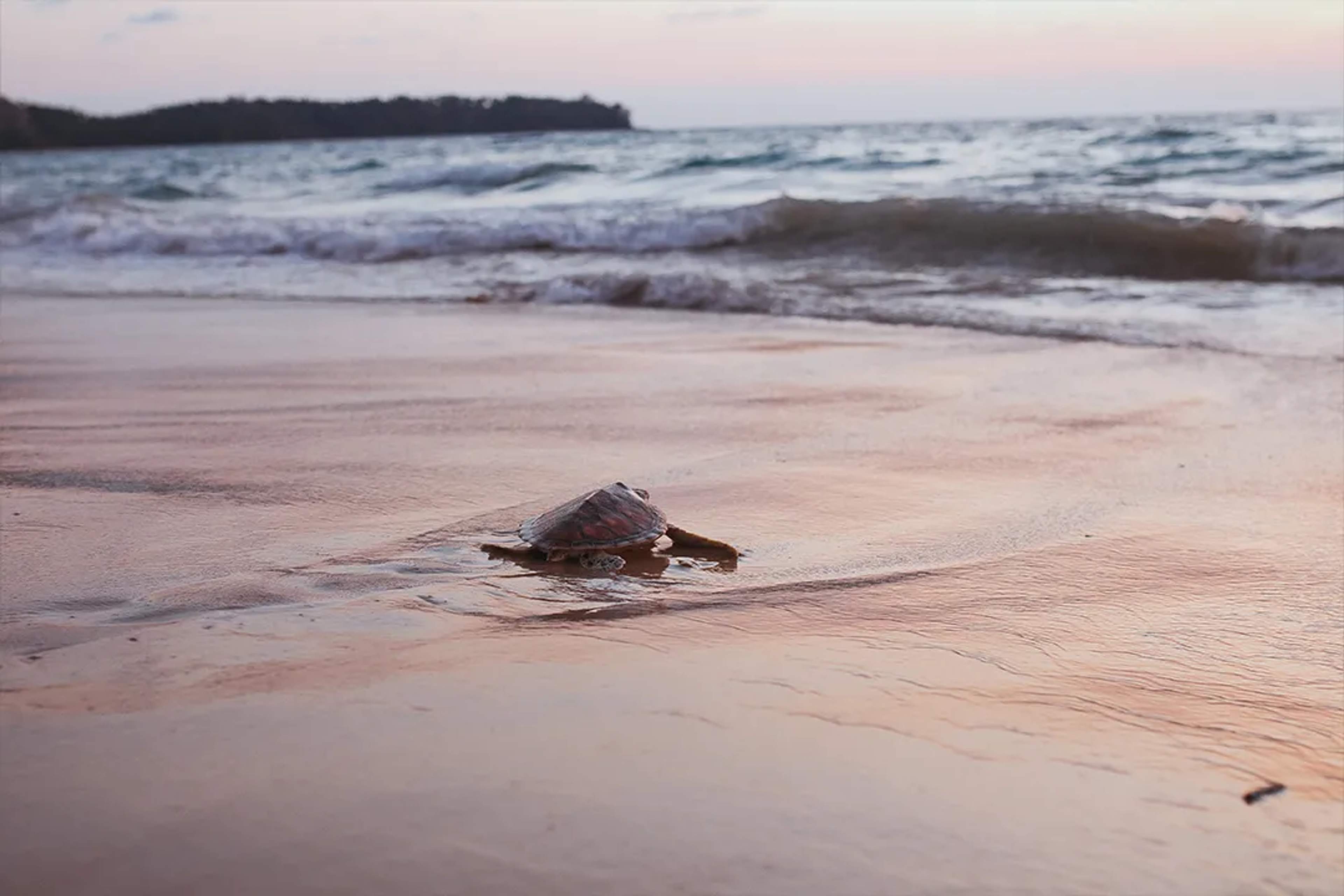 Baby sea turtle crawling toward the ocean at sunset, on a peaceful sandy beach.
