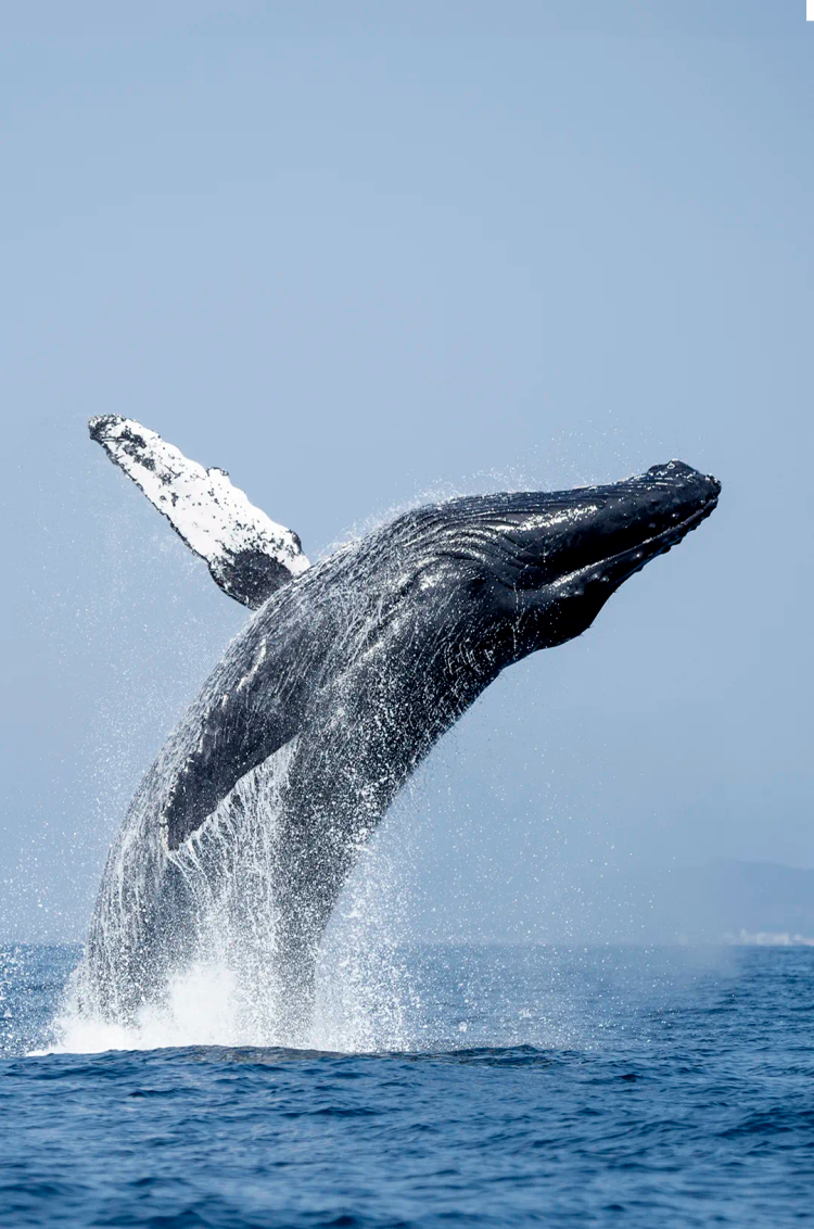 During the winter months, you can spot Humpback Whales in Mexico, near Marietas Islands, Puerto Vallarta.