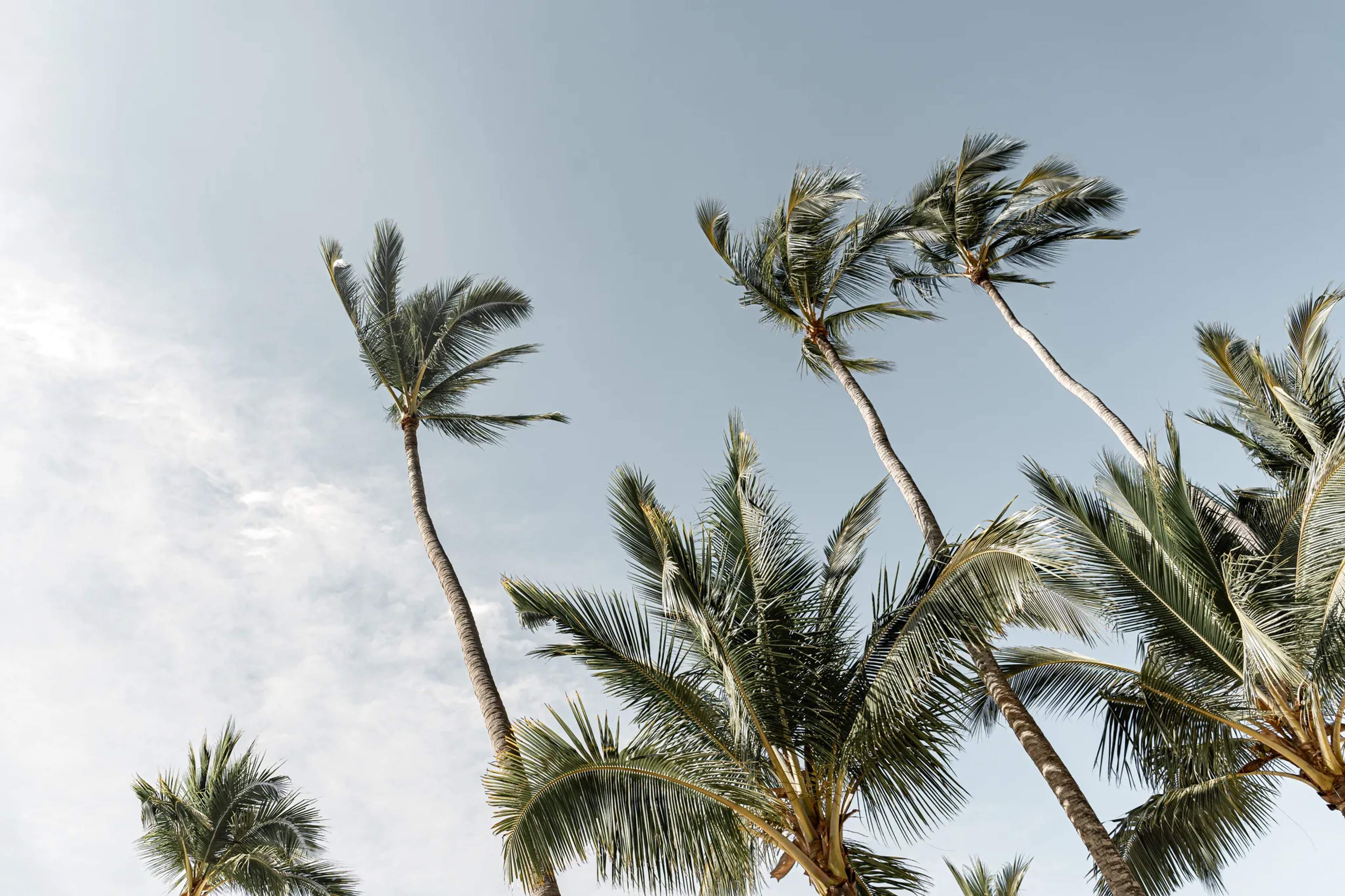 Palm trees sway against a partly cloudy tropical sky along the Mexican Pacific coast during the rainy season.