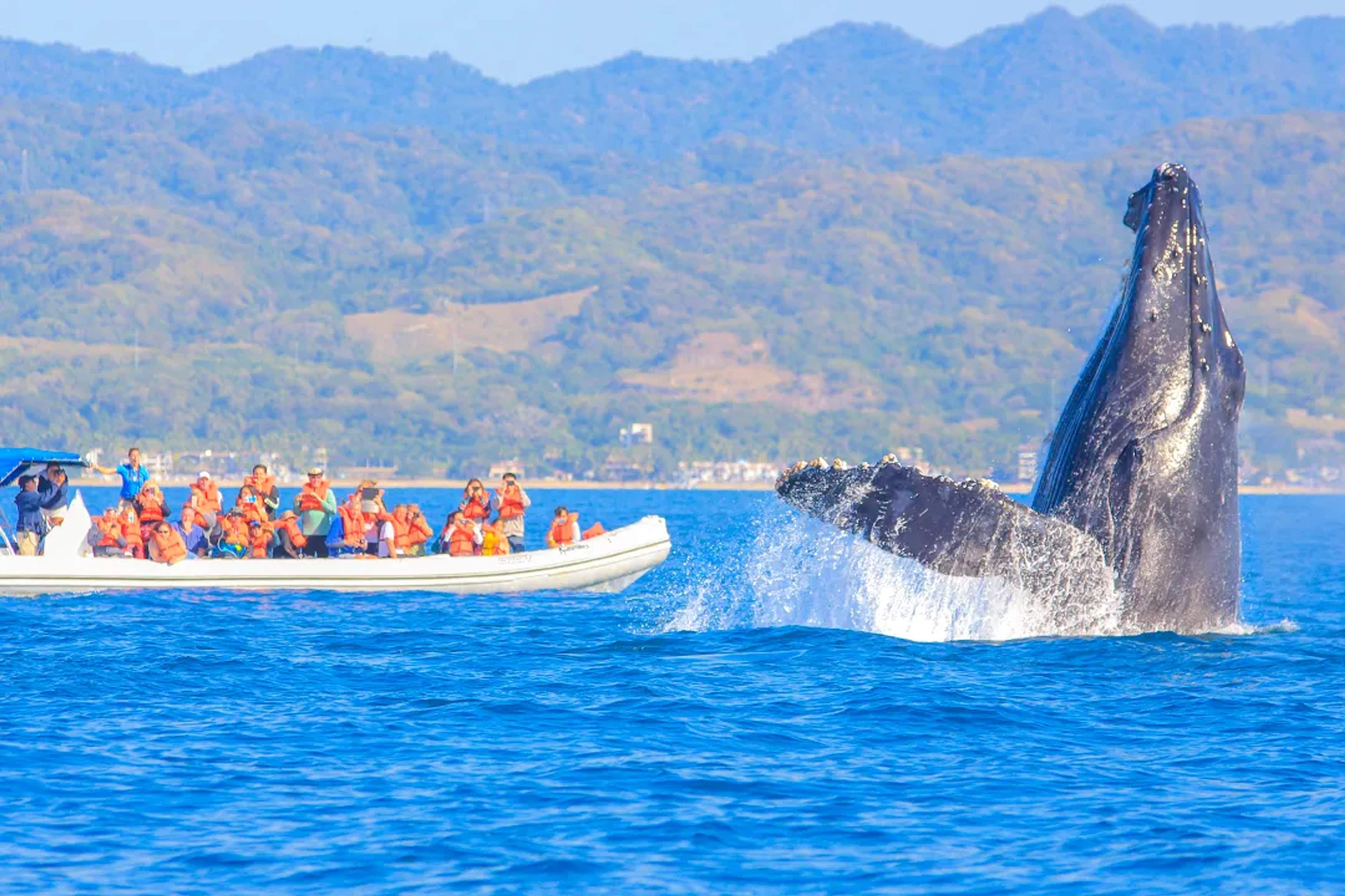 Avistamiento de ballenas en Puerto Vallarta con una ballena jorobada, aventura marina y encuentro cercano.