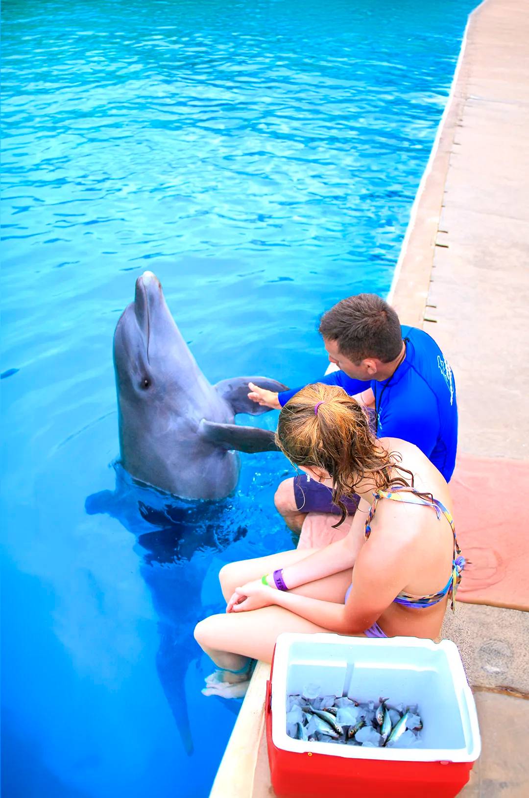 Girl learning about dolphins diet.