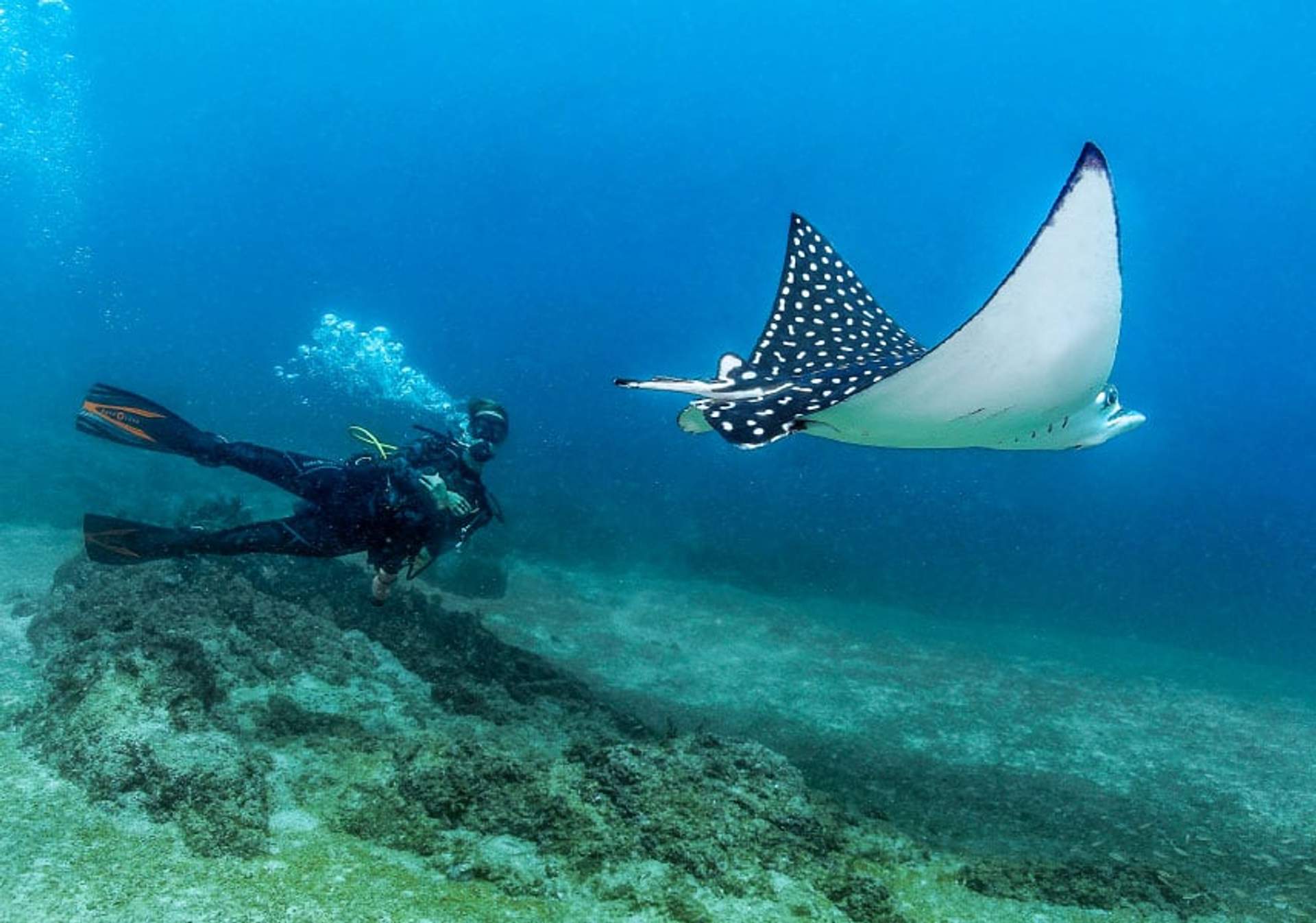 Buceador junto a una mantarraya águila moteada en aguas claras, mostrando sus distintivos puntos blancos sobre el cuerpo oscuro.