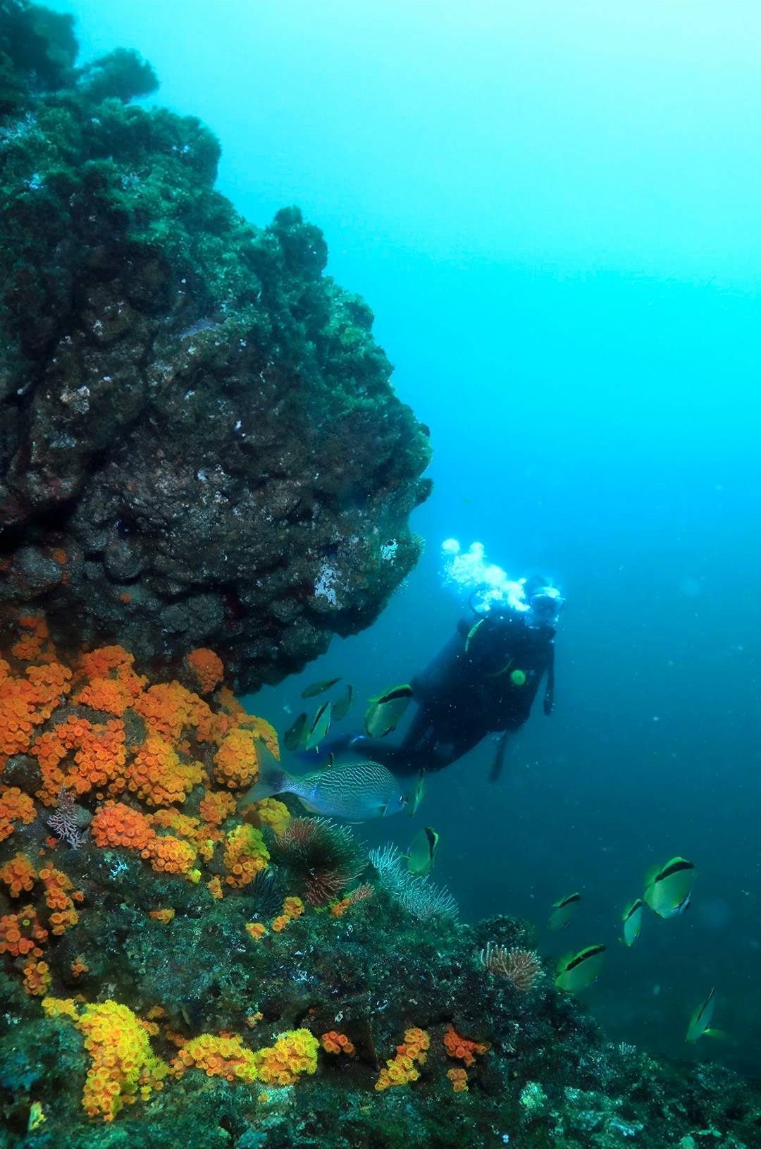 Corales en Puerto Vallarta vistos en un buceo en Corbeteña.