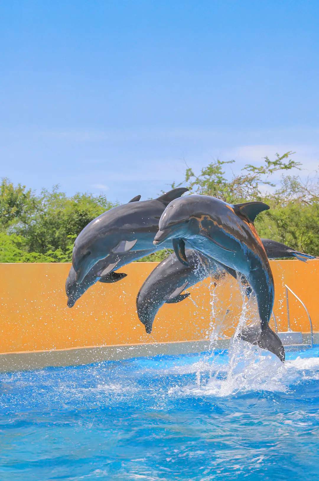 Delfines saltando fuera del agua en el Centro de Mamíferos Marinos de Vallarta Adventures.