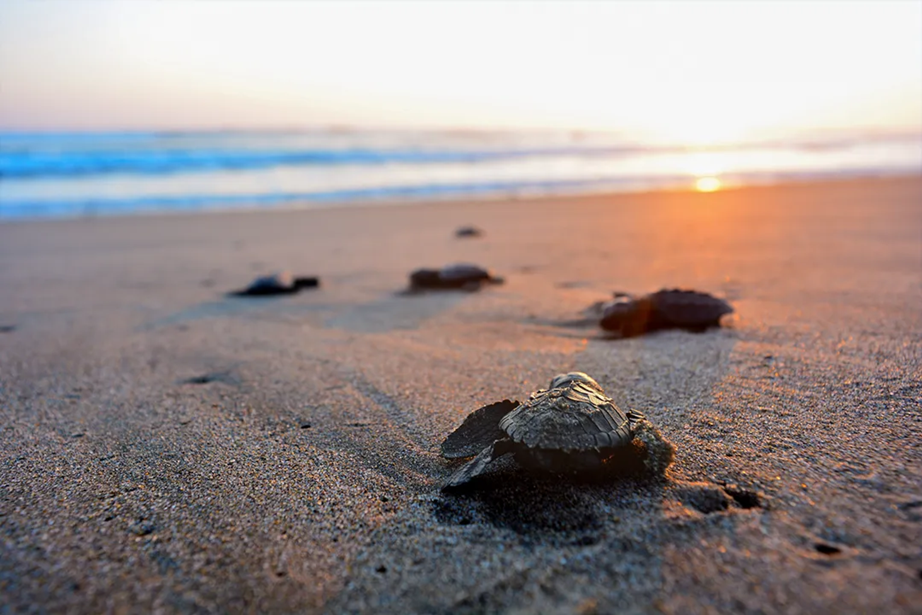 Newly hatched turtles crawl toward the sea at dawn on a beach in Puerto Vallarta.