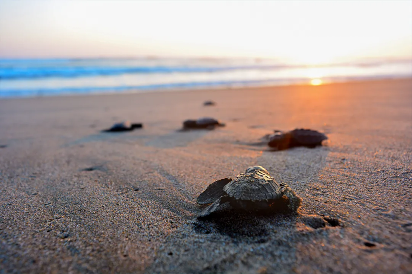 Tortugas recién nacidas avanzan hacia el mar al amanecer en una playa de Puerto Vallarta.