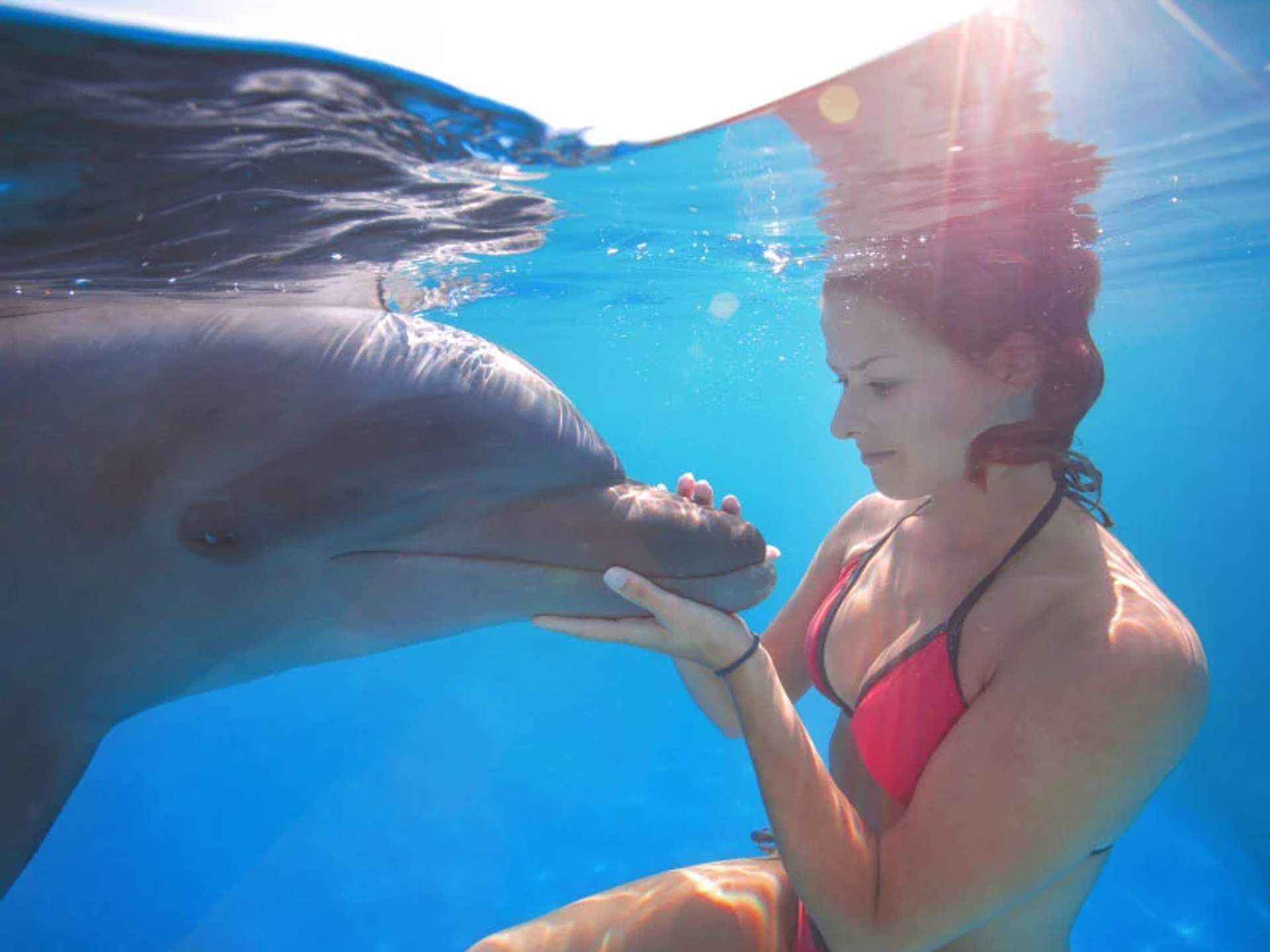 Una mujer en un bikini rojo está bajo el agua, sosteniendo suavemente la cara de un delfín con ambas manos. El delfín está descansando tranquilamente su cabeza en sus manos, y la luz del sol se filtra a través del agua, creando un momento sereno e íntimo.