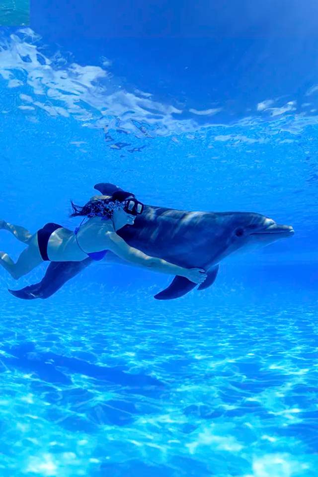 Woman swimming underwater with a dolphin in Puerto Vallarta at Vallarta Adventures' Marine Mammal Center.