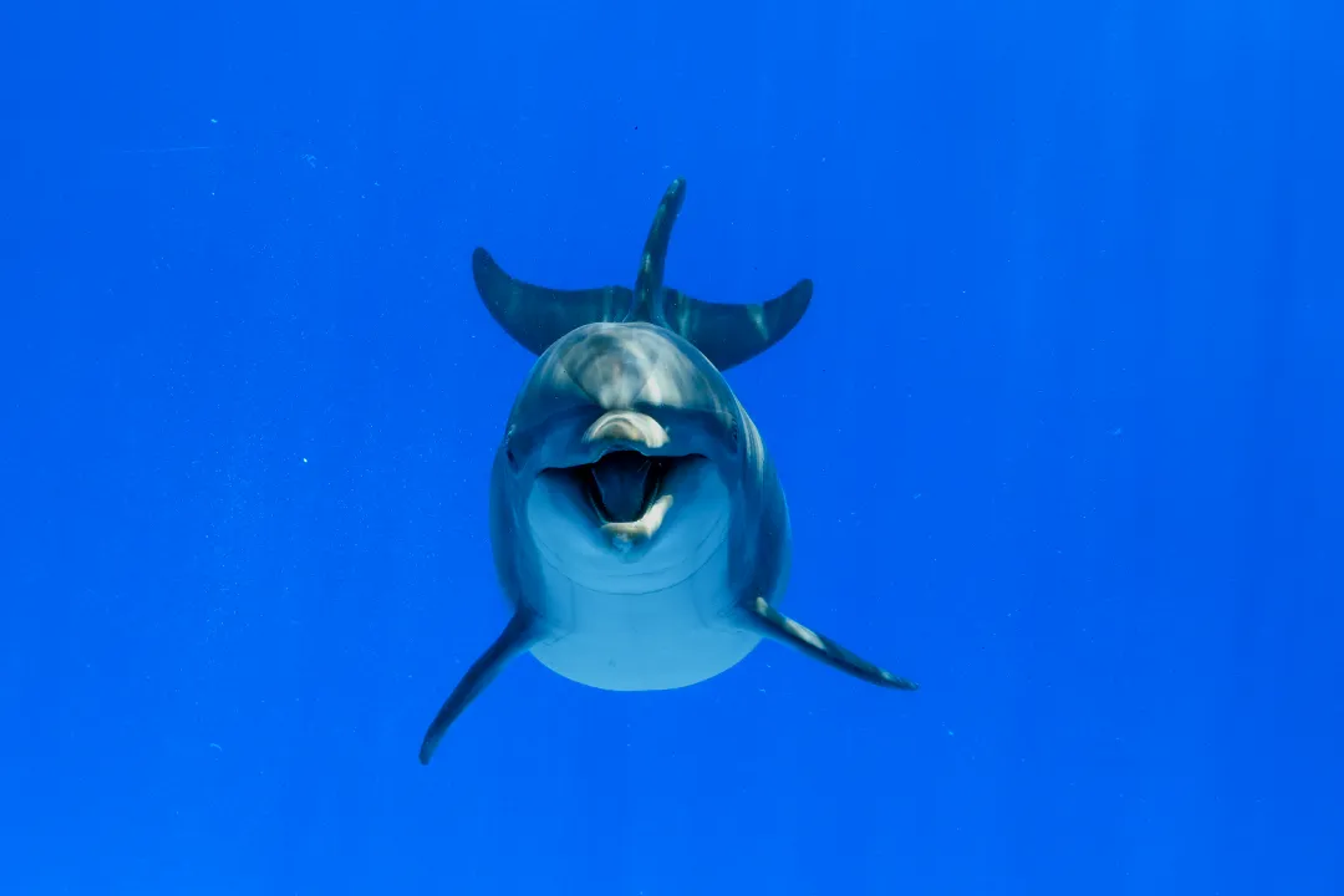  TIPOS DE DELFINES EN LA BAHÍA DE BANDERAS