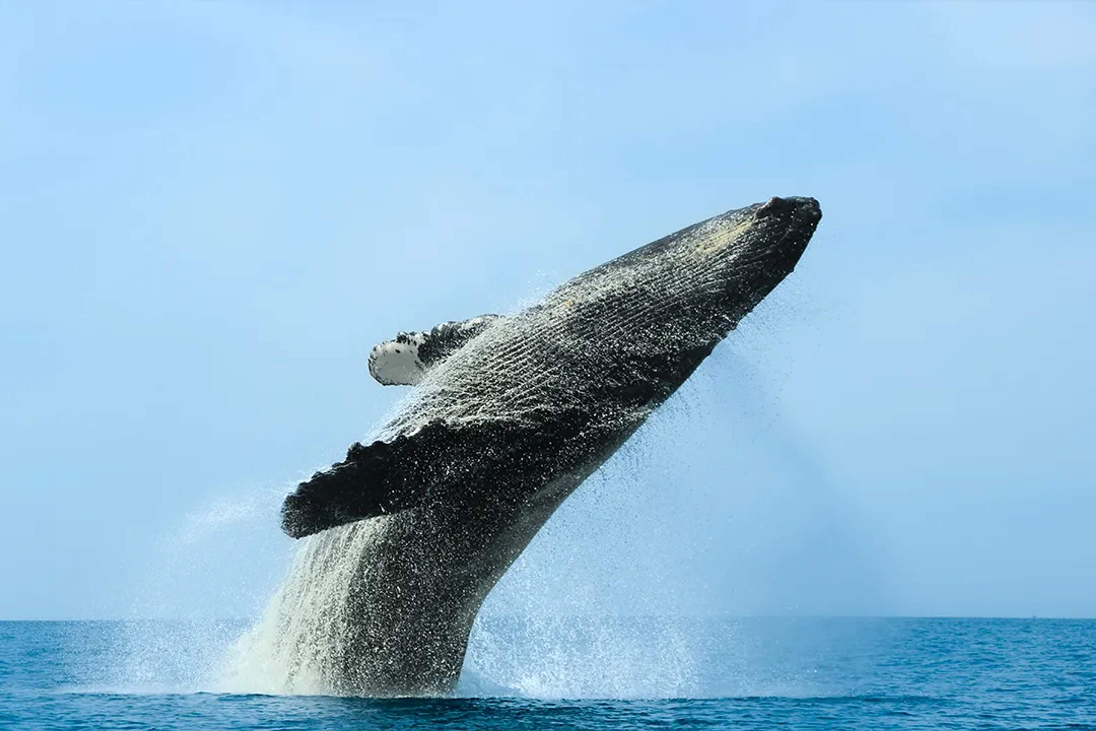 RESPONSIBLE WHALE WATCHING AND HUMPBACK WHALE PROTECTION