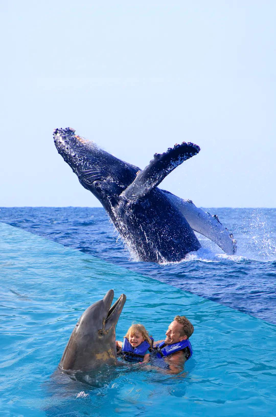 Disfruta un tour de Avistamiento de ballenas y Nada con Delfines en un día con este Paquete de Tours en Puerto Vallarta.