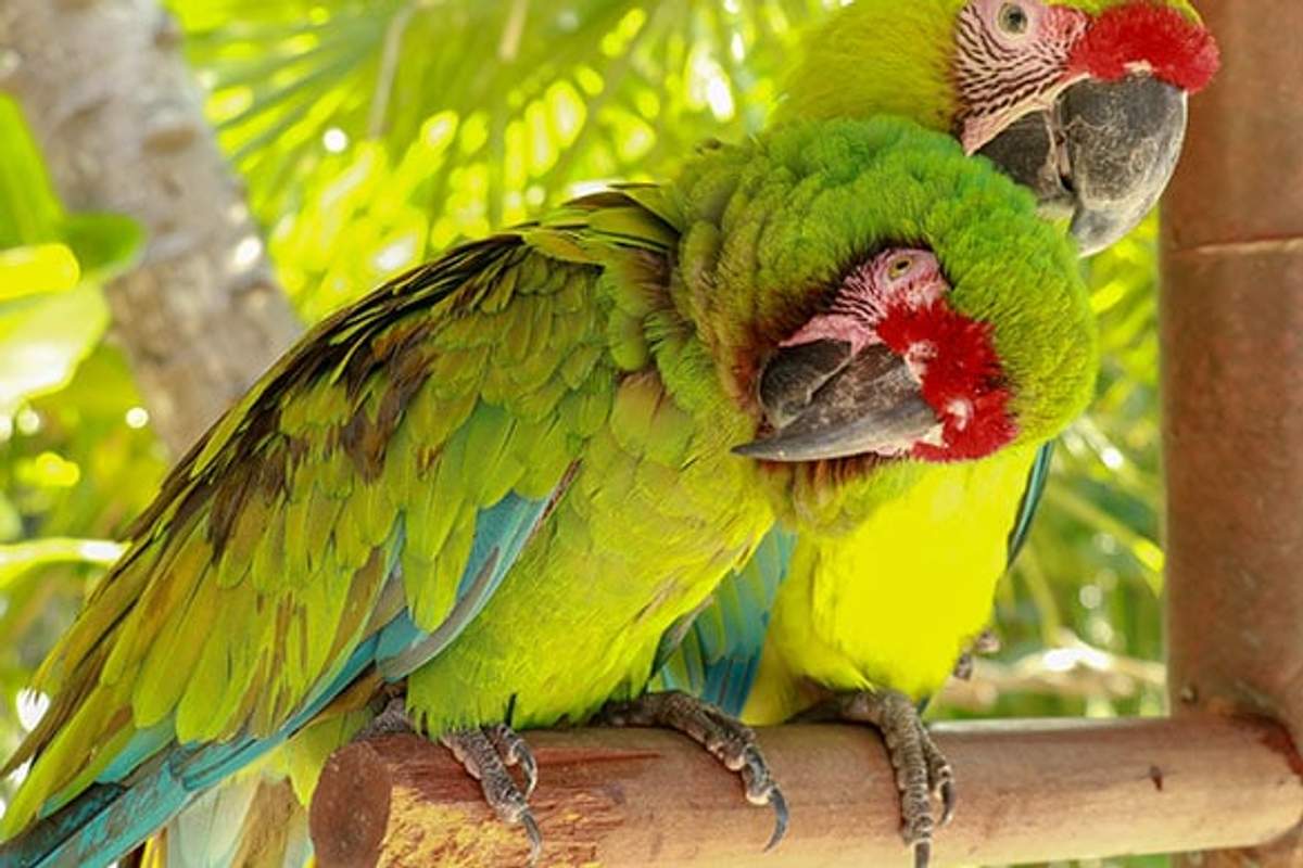 Dos guacamayas verdes se acurrucan en una percha, mostrando su vibrante plumaje y parches rojos en la frente.