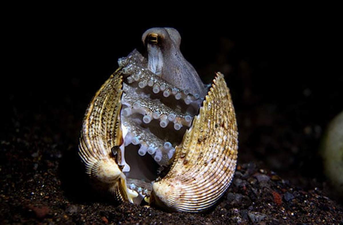 Pulpo coco dentro de una concha, mostrando sus tentáculos y ventosas, camuflado en el fondo marino oscuro.